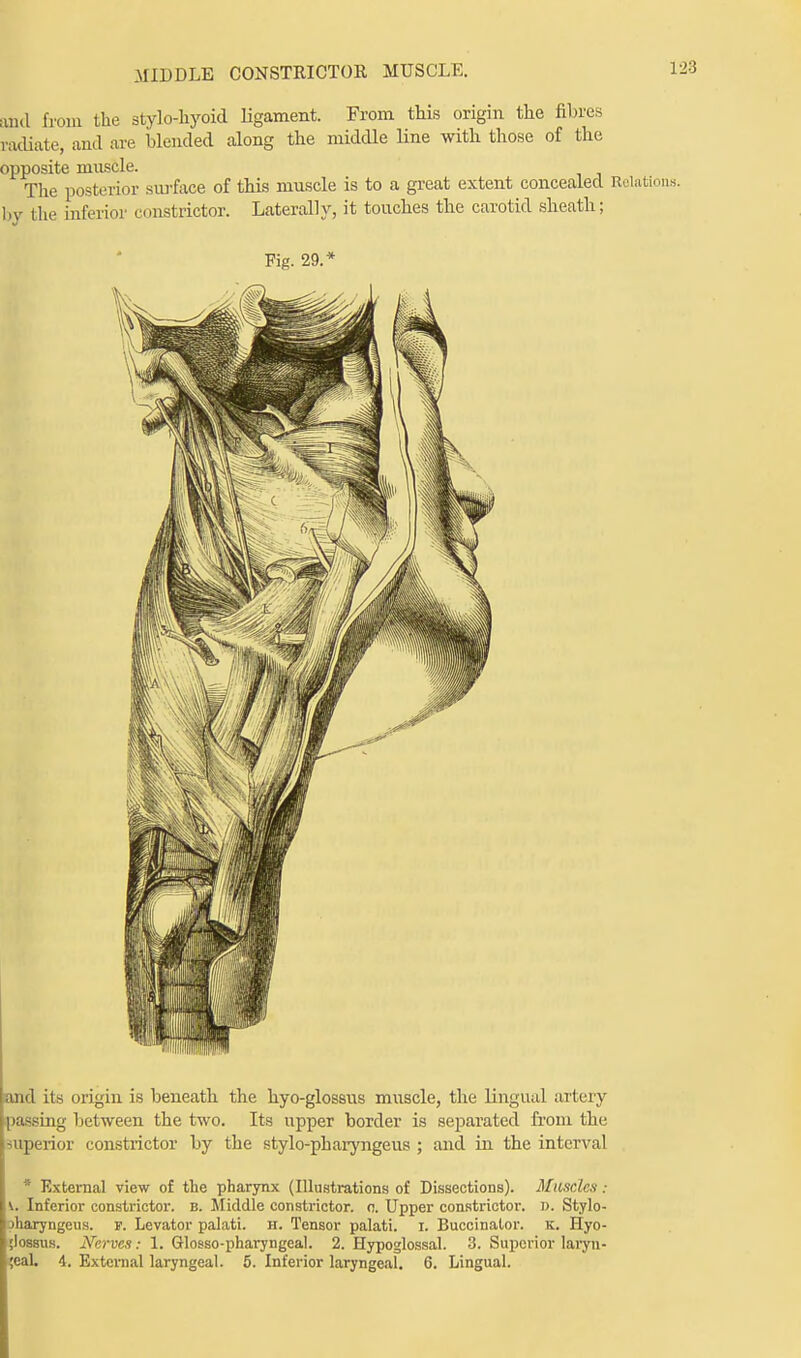 MIDDLE CONSTRICTOR MUSCLE. and from the stylohyoid ligament. From this origin the fibres radiate, and are blended along the middle line with those of the opposite muscle. The posterior surface of this muscle is to a great extent concealed Relation by the inferior constrictor. Laterally, it touches the carotid sheath; Fig. 29.* and its origin is beneath the hyo-glossus muscle, the lingual artery passing between the two. Its upper border is separated from the superior constrictor by the stylo-pharyngeus ; and in the interval * External view of the pharynx (Illustrations of Dissections). Muscles: <i. Inferior constrictor, b. Middle constrictor, o. Upper constrictor. i>. Stylo- jharyngeus. p. Levator palati. H. Tensor palati. I. Buccinator, k. Hyo- ;lossus. Nerves: 1. Glosso-pharyngeal. 2. Hypoglossal. 3. Superior laryn- ;eal. 4. External laryngeal. 5. Inferior laryngeal. 6. Lingual.