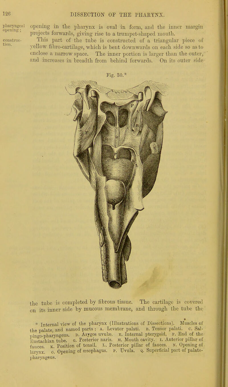 Pharyngeal opening in the pharynx is oval in form, and the inner margin projects forwards, giving rise to a trumpet-shaped mouth. construe- This part of the tube is constructed of a triangular piece of yellow fihro-cartilage, which is bent downwards on each side so as to enclose a narrow space. The inner portion is larger than the outer, and increases in breadth from behind forwards. On its outer side Fig. 30. the tube is completed by fibrous tissue. The cartilage is covered on its inner side by mucous membrane, and through the tube tin • * Internal view of the pharynx (Illustrations of Dissections). Muscles of the palate, and named parts : a. Levator palati. b. Tensor palati. 0. Sal- pingo-pharyngeus. d. Azygos uvulte. e. Internal pterygoid, P. End of the Eustachian tube. g. Posterior naris. h. Mouth cavity. I. Anterior pillar of fauces, k. Position of tonsil. L. Posterior pillar of fauces, n. Opening of larynx, o. Opening of oesophagus, r. Uvula. Q. Superficial part of palato- pharyngeus.