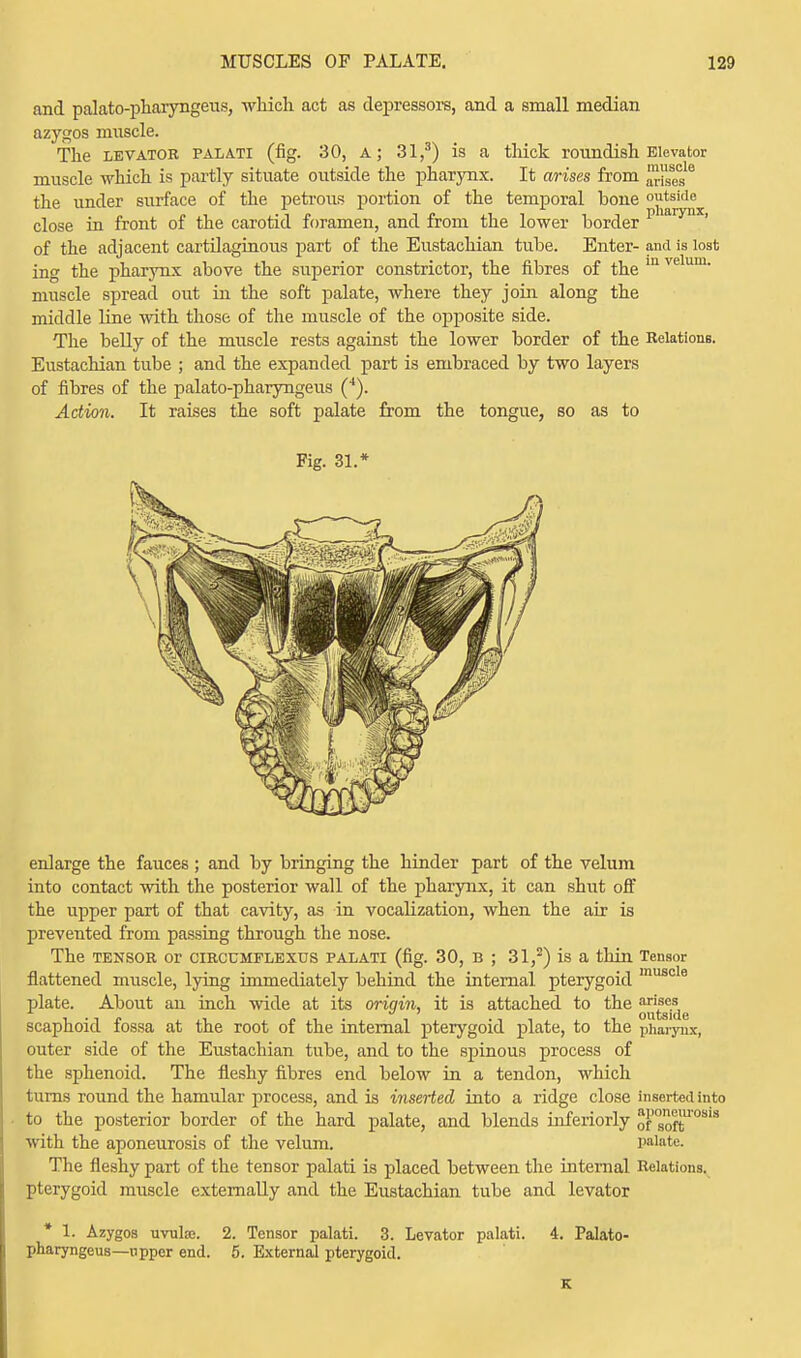 and palato-pharyngeus, which act as depressors, and a small median azygos muscle. The levator palati (fig. 30, A; 31,3) is a thick roundish Elevator muscle which is partly situate outside the pharynx. It arises from arises'6 the under surface of the petrous portion of the temporal bone outside close in front of the carotid foramen, and from the lower border of the adjacent cartilaginous part of the Eustachian tube. Enter- and is lost ing the pharynx above the superior constrictor, the fibres of the m velum- muscle spread out in the soft palate, where they join along the middle line with those of the muscle of the opposite side. The belly of the muscle rests against the lower border of the Relations. Eustachian tube ; and the expanded part is embraced by two layers of fibres of the palato-pharyngeus (4). Action. It raises the soft palate from the tongue, so as to Fig. 31. enlarge the fauces ; and by bringing the hinder part of the velum into contact with the posterior wall of the pharynx, it can shut off the upper part of that cavity, as in vocalization, when the air is prevented from passing through the nose. The tensor or circcmflexus palati (fig. 30, b ; 31,2) is a thin Tensor flattened muscle, lying immediately behind the internal pterygoid muscle plate. About an inch wide at its origin, it is attached to the JJ™^ scaphoid fossa at the root of the internal pterygoid plate, to the pharynx, outer side of the Eustachian tube, and to the spinous process of the sphenoid. The fleshy fibres end below in a tendon, which turns round the hamular process, and is inserted into a ridge close inserted into to the posterior border of the hard palate, and blends inferiorly of soft10'8 with the aponeurosis of the velum. palate. The fleshy part of the tensor palati is placed between the internal Relations, pterygoid muscle externally and the Eustachian tube and levator * 1. Azygos uvula;. 2. Tensor palati. 3. Levator palati. 4. Palato- pharyngeus—upper end. 5. External pterygoid. K