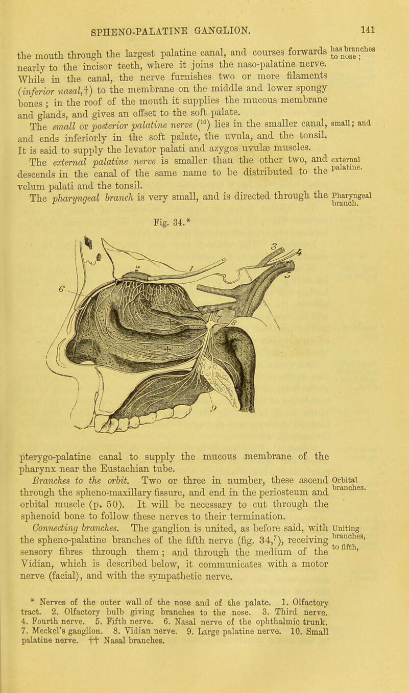 SPHENOPALATINE GANGLION. the mouth through the largest palatine canal, and courses forwards £0as2™chos nearly to the incisor teeth, where it joins the naso-palatine nerve. While in the canal, the nerve furnishes two or more filaments (inferior nasalj) to the membrane on the middle and lower spongy- bones ; in the roof of the mouth it supplies the mucous membrane and glands, and gives an offset to the soft palate. The small or posterior palatine nerve (10) lies in the smaller canal, small; and and ends inferiorly in the soft palate, the uvula, and the tonsil. It is said to supply the levator palati and azygos uvulae muscles. The external palatine nerve is smaller than the other two, and external descends in the canal of the same name to be distributed to the pa a me- velum palati and the tonsil. The pharyngeal branch is very small, and is directed through the pharyngeal Fig. 34.* pterygopalatine canal to supply the mucous membrane of the pharynx near the Eustachian tube. Branches to the orbit. Two or three in number, these ascend Orbital through the spheno-maxillary fissure, and end in the periosteum and orbital muscle (p. 50). It will be necessary to cut through the sphenoid bone to follow these nerves to their termination. Connecting branches. The ganglion is united, as before said, with Uniting the spheno-palatine branches of the fifth nerve (fig. 34,'), receiving braucnes' sensory fibres through them; and through the medium of the ' Vidian, which is described below, it communicates with a motor nerve (facial), and with the sympathetic nerve. * Nerves of the outer wall of the nose and of the palate. 1. Olfactory- tract. 2. Olfactory bulb giving branches to the nose. 3. Third nerve. 4. Fourth nerve. 5. Fifth nerve. 6. Nasal nerve of the ophthalmic trunk. 7. Meckel's ganglion. 8. Vidian nerve. 9. Large palatine nerve. 10. Small palatine nerve, tt Nasal branches.