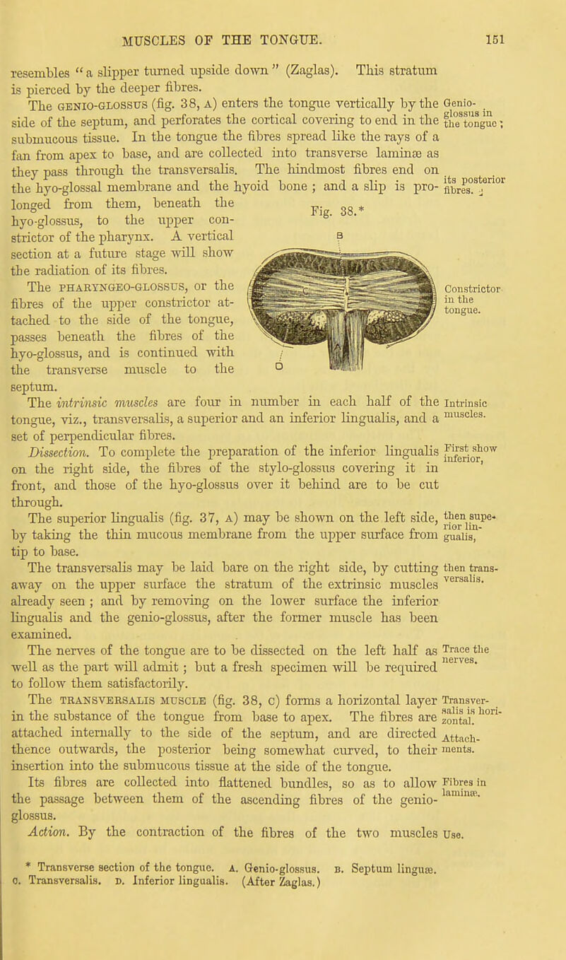 resembles  a slipper turned xipside clown  (Zaglas). This stratum is pierced by the deeper fibres. The genio-glossus (fig. 38, a) enters the tongue vertically by the Genio- side of the septum, and perforates the cortical covering to end in the ftotongiic; submucous tissue. In the tongue the fibres spread like the rays of a fan from apex to base, and are collected into transverse lamina? as they pass through the transversalis. The hindmost fibres end on , the hyo-glossal membrane and the hyoid bone ; and a slip is pro- ntoes°Sjen0r longed from them, beneath the p. 3g „ hyo-glossus, to the upper con- strictor of the pharynx. A vertical b section at a future stage will show the radiation of its fibres. The PHARYNGEO-GLOSSUS, or the 'J^^^^^^^^^^^Sk Constrictor fibres of the upper constrictor at- \gbp^pr..--s: jjj^fjjjjpSB tongue tached to the side of the tongue, passes beneath the fibres of the hyo-glossus, and is continued with the transverse muscle to the septum. The intrinsic muscles are four in number in each half of the intrinsic tongue, viz., transversalis, a superior and an inferior lingualis, and a musoles- set of perpendicular fibres. Dissection. To complete the preparation of the inferior lingualis f^^j0W on the right side, the fibres of the stylo-glossus covering it in front, and those of the hyo-glossus over it behind are to be cut through. The superior lingualis (fig. 37, a) may be shown on the left side, J{^nj.s^pe* by taking the thin mucous membrane from the upper surface from gualis, tip to base. The transversalis may be laid bare on the right side, by cutting then trans- away on the upper surface the stratum of the extrinsic muscles versa1'3, already seen ; and by removing on the lower surface the inferior lingualis and the genio-glossus, after the former muscle has been examined. The nerves of the tongue are to be dissected on the left half as Trace the well as the part will admit; but a fresh specimen will be required to follow them satisfactorily. The transversalis muscle (fig. 38, c) forms a horizontal layer Transver- in the substance of the tongue from base to apex. The fibres are zontah h°n' attached internally to the side of the septum, and are directed Attach- thence outwards, the posterior being somewhat curved, to their ments. insertion into the submucous tissue at the side of the tongue. Its fibres are collected into flattened bundles, so as to allow Fibres in the passage between them of the ascending fibres of the genio-lamin£B- glossus. Action. By the contraction of the fibres of the two muscles Use. * Transverse section of the tongue. A. Genio-glossus. b. Septum lingua?, o. Transversalis. d. Inferior lingualis. (After Zaglas.)