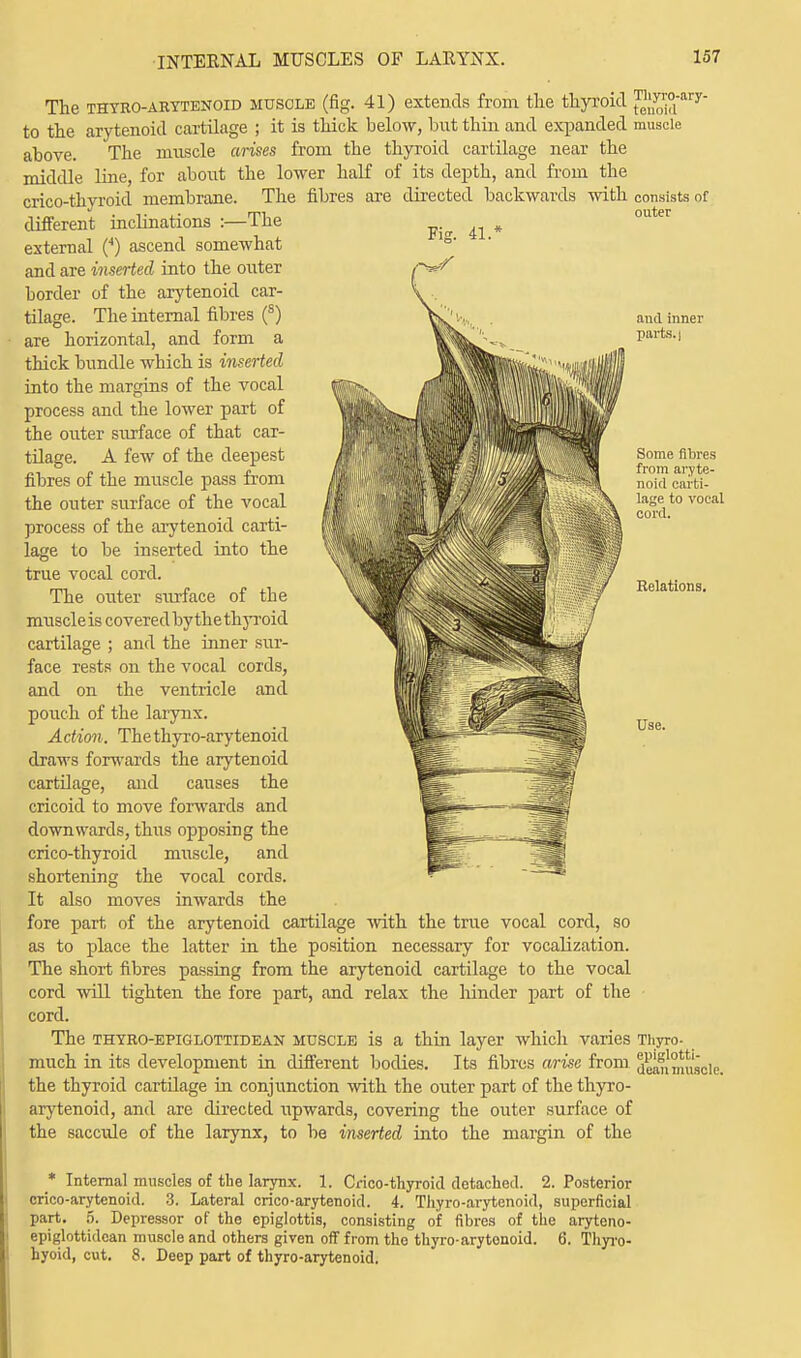 outer and inner parts. | Some fibres from aryte- noid carti- lage to vocal cord. Relations. The thyroarytenoid muscle (fig. 41) extends from the thyroid ^n^°ary to the arytenoid cartilage ; it is thick below, but thin and expanded muscle above. The muscle arises from the thyroid cartilage near the middle line, for about the lower half of its depth, and from the crico-thyroid membrane. The fibres are directed backwards with consists of different inclinations :—The external (4) ascend somewhat and are inserted into the outer border of the arytenoid car- tilage. The internal fibres (s) are horizontal, and form a thick bundle which is inserted into the margins of the vocal process and the lower part of the outer surface of that car- tilage. A few of the deepest fibres of the muscle pass from the outer surface of the vocal process of the arytenoid carti- lage to be inserted into the true vocal cord. The outer surface of the muscleis coveredbythe thyroid cartilage ; and the inner sur- face rests on the vocal cords, and on the ventricle and pouch of the larynx. Action. Thethyro-arytenoid draws forwards the arytenoid cartilage, and causes the cricoid to move forwards and downwards, thus opposing the crico-thyroid muscle, and shortening the vocal cords. It also moves inwards the fore part of the arytenoid cartilage with the true vocal cord, so as to place the latter in the position necessary for vocalization. The short fibres passing from the arytenoid cartilage to the vocal cord will tighten the fore part, and relax the Joinder part of the ■ cord. The thyro-epiglottidean muscle is a thin layer which varies Thyro- much in its development in different bodies. Its fibres arise from j^^)iiiji3C]e the thyroid cartilage in conjunction with the outer part of the thyro- arytenoid, and are directed upwards, covering the outer surface of the saccule of the larynx, to be inserted into the margin of the Use. * Internal muscles of the larynx. 1. Crico-thyroid detached. 2. Posterior orico-arytenoid. 3. Lateral crico-arytenoid. 4. Thyro-arytenoid, superficial part. 5. Depressor of the epiglottis, consisting of fibres of the aryteno- epiglottidean muscle and others given off from the thyro-arytonoid. 6. Thyro- hyoid, cut. 8. Deep part of thyro-arytenoid.