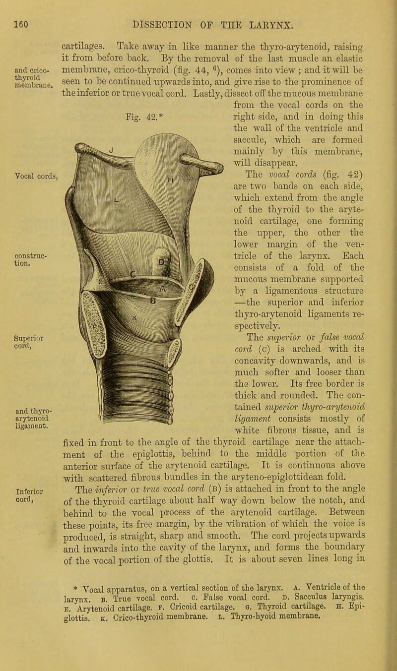 cartilages. Take away in like manner the thyroarytenoid, raising it from before back. By the removal of the last muscle an elastic and crico- membrane, crico-thyroid (fig. 44, 6), comes into view ; and it will be membrane, seen to ^e continued upwards into, and give rise to the prominence of the inferior or true vocal cord. Lastly, dissect off the mucous membrane from the vocal cords on the right side, and in doing this the wall of the ventricle and saccule, which are formed mainly by this membrane, will disappear. The vocal cords (fig. 42) are two bands on each side, which extend from the angle of the thyroid to the aryte- noid cartilage, one forming the upper, the other the lower margin of the ven- tricle of the larynx. Each consists of a fold of the mucous membrane supported by a ligamentous structure —the superior and inferior thyro-arytenoid ligaments re- spectively. The superior or false vocal cord (c) is arched with its concavity downwards, and is mucli softer and looser than the lower. Its free border is thick and rounded. The con- tained superior thyro-arytenoid ligament consists mostly of white fibrous tissue, and is fixed in front to the angle of the thyroid cartilage near the attach- ment of the epiglottis, behind to the middle portion of the anterior surface of the arytenoid cartilage. It is continuous above with scattered fibrous bundles in the aryteno-epiglottidean fold. Inferior The inferior or true vocal cord (b) is attached in front to the angle oord» of the thyroid cartilage about half way down below the notch, and behind to the vocal process of the arytenoid cartilage. Between these points, its free margin, by the vibration of which the voice is produced, is straight, sharp and smooth. The cord projects upwards and inwards into the cavity of the larynx, and forms the boundary of the vocal portion of the glottis. It is about seven lines long in * Vocal apparatus, on a vertical section of the larynx, a. Ventricle of the larynx. B. True vocal cord. c. False vocal cord. D. Sacculus laryngis. E. Arytenoid cartilage, r. Cricoid cartilage, o. Thyroid cartilage. H. Epi- glottis, k. Crico-thyroid membrane, l. Thyro-hyoid membrane.