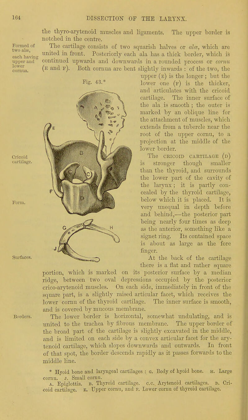 the thyro-arytenoid muscles and ligaments. The upper border is notched in the centre. The cartilage consists of two squarish halves or alee, which are united in front. Posteriorly each ala has a I hick border, which is continued upwards and downwards in a rounded process or cornu (e and p). Both cornua are bent slightly inwards : of the two, the upper (e) is the longer; but the Fig- lower one (f) is the thicker, and articulates with the cricoid cartilage. The inner surface of the ala is smooth ; the outer is marked by an oblique line for the attachment of muscles, which extends from a tubercle near the root of the upper comu, to a projection at the middle of the lower border. The CRICOID CARTILAGE (d) is stronger though smaller than the thyroid, aud surrounds the lower part of the cavity of the larynx ; it is partly con- cealed by the thyroid cartilage, below which it is placed. It is very unequal in depth before and behind,—the posterior part being nearly four times as deep as the anterior, something like a signet ring. Its contained space is about as large as the fore finger. At the back of the cartilage there is a flat and rather square portion, which is marked on its posterior surface by a median ridge, between two oval depressions occupied by the posterior crico-arytenoid muscles. On each side, immediately in front of the square jiart, is a slightly raised articular facet, which receives the lower cornu of the thyroid cartilage. The inner surface is smooth, and is covered by mucous membrane. The lower border is horizontal, somewhat undulating, and is united to the trachea by fibrous membrane. The upper border of the broad part of the cartilage is slightly excavated in the middle, and is limited on each, side by a convex articular facet for the ary- tenoid cartilage, which slopes downwards and outwards. In front of that spot, the border descends rapidly as it passes forwards to the middle line. * Hyoid bone and laryngeal cartilages : o. Body of hyoid bone. h. Large cornu. J. Small cornu. a. Epiglottis, b. Thyroid cartilage. CO. Arytenoid cartilages. r>. Cri- coid cartilage. E. Upper cornu, aud P. Lower cornu of thyroid cartilage.