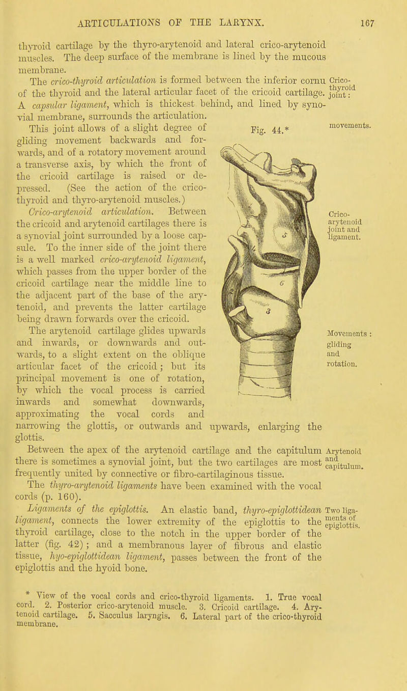 Fig. 44.* movements. Crico- arytenoid joint and ligament. thyroid cartilage by the thyro-arytenoid and lateral crico-arytenoid muscles. The deep surface of the membrane is lined by the mucous membrane. The crico-thyroid articulation is formed between the inferior cornu Crico- of the thyroid and the lateral articular facet of the cricoid cartilage. jomt°ld A capsular ligament, which is thickest behind, and lined by syno- vial membrane, surrounds the articulation. This joint allows of a slight degree of slidin movement backwards and for- wards, and of a rotatory movement around a transverse axis, by which the front of the cricoid cartilage is raised or de- pressed. (See the action of the crico- thyroid and thyro-arytenoid muscles.) Crico-arytenoid articulation. Between the cricoid and arytenoid cartilages there is a synovial joint surrounded by a loose cap- side. To the inner side of the joint there is a well marked crico-arytenoid ligament, Avhich passes from the upper border of the cricoid cartilage near the middle line to the adjacent part of the base of the ary- tenoid, and prevents the latter cartilage being drawn forwards over the cricoid. The arytenoid cartilage glides upwards and inwards, or downwards and out- wards, to a slight extent on the oblicpie articular facet of the cricoid; but its principal movement is one of rotation, by which the vocal process is carried inwards and somewhat downwards, approximating the vocal cords and narrowing the glottis, or outwards and upwards, enlarging the glottis. Between the apex of the arytenoid cartilage and the capitulum Arytenoid there is sometimes a synovial joint, but the two cartdages are most capitulum. frequently united by connective or fibro-cartdaginous tissue. The thyro-arytenoid ligaments have been examined with the vocal cords (p. 160). Ligaments of the epiglottis. An elastic band, thyro-epiglottidean Two liga- ligament, connects the lower extremity of the epiglottis to the ~ thyroid cartilage, close to the notch in the upper border of the latter (fig. 42); and a membranous layer of fibrous and elastic tissue, hyo-epiglottidean ligament, passes between the front of the epiglottis and the hyoid bone. Movements : gliding and rotation. ments of epiglottis. * Yiew of the vocal cords and crico-thyroid ligaments. 1. True vocal cord. 2. Posterior crico-arytenoid muscle. 3. Cricoid cartilage. 4. Ary- tenoid cartilage. 5. Sacculus laryngis. 6. Lateral part of the crico-thyroid membrane.