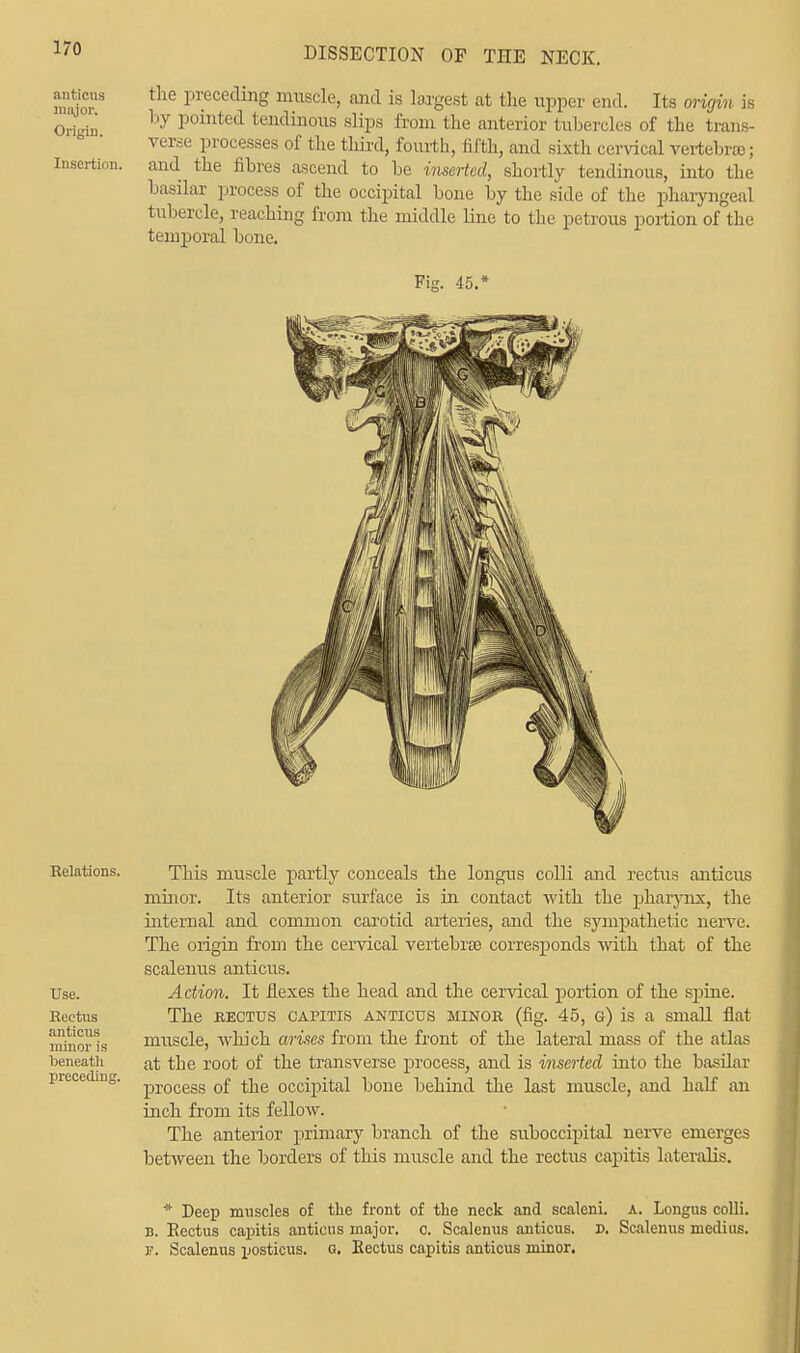 anticus major. Origin. Insertion. the preceding muscle, and is largest at the upper end. Its origin is by pointed tendinous slips from the anterior tubercles of the trans- verse processes of the third, fourth, fifth, and sixth cervical vertebra); and the fibres ascend to be inserted, shortly tendinous, into the basilar process of the occipital bone by the side of the pharyngeal tubercle, reaching from the middle line to the petrous portion of the temporal bone. Fig. 45. Relations. Use. Rectus anticus minor is beneath preceding. This muscle partly conceals the longus colli and rectus anticus minor. Its anterior surface is in contact with the pharynx, the internal and common carotid arteries, and the sympathetic nerve. The origin from the cervical vertebrae corresponds with that of the scalenus anticus. Action. It flexes the head and the cervical portion of the spine. The rectus capitis anticus minor (fig. 45, o) is a small flat- muscle, which arises from the front of the lateral mass of the atlas at the root of the transverse process, and is inserted into the basilar process of the occipital bone behind the last muscle, and half an inch from its fellow. The anterior primary branch of the suboccipital nerve emerges between the borders of this muscle and the rectus capitis lateralis. * Deep muscles of the front of the neck and scaleni. a. Longus colli. b. Rectus capitis anticus major, o. Scalenus anticus. D. Scalenus medius. f. Scalenus posticus, o. Rectus capitis anticus minor.