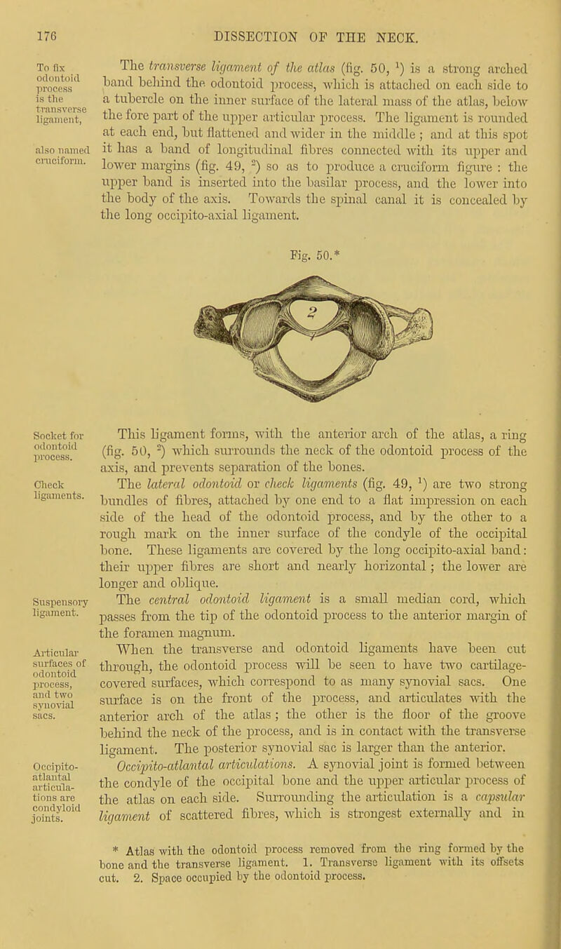 To ax odontoid process is the transverse ligament, also named cruciform, The transverse ligament of the atlas (fig. 50, ') is a strong arched hand behind the. odontoid process, which is attached on each side to a tubercle on the inner surface of the lateral mass of the atlas, below the fore part of the upper articular process. The ligament is rounded at each end, but flattened and wider in the middle ; and at this spot it has a band of longitudinal fibres connected with its upper and lower margins (fig. 49, 2) so as to produce a cruciform figure : the upper band is inserted into the basilar process, and the lower into the body of the axis. Towards the spinal canal it is concealed by the long occipito-axial ligament. Fig. 50.* Socket for odontoid process. Check ligaments. Suspensory ligament. Articular surfaces of odontoid process, and two synovial sacs. Occipito- atlantal articula- tions are condyloid joints. This ligament forms, with the anterior arch of the atlas, a ring (fig. 50, ^ which surrounds the neck of the odontoid process of the axis, and prevents separation of the bones. The lateral odontoid or check ligaments (fig. 49, ') are two strong bundles of fibres, attached by one end to a flat impression on each side of the head of the odontoid process, and by the other to a rough mark on the inner surface of the condyle of the occipital bone. These ligaments are covered by the long occipito-axial band: their upper fibres are short and nearly horizontal; the lower are longer and oblique. The central odontoid ligament is a small median cord, which passes from the tip of the odontoid process to the anterior margin of the foramen magnum. When the transverse and odontoid ligaments have been cut through, the odontoid process will be seen to have two cartilage- covered surfaces, which correspond to as many synovial sacs. One surface is on the front of the process, and articulates with the anterior arch of the atlas ; the other is the floor of the groove behind the neck of the process, and is in contact with the transverse ligament. The posterior synovial sac is larger than the anterior. Occipito-atlantal articulations. A synovial joint is formed between the condyle of the occipital bone and the upper articular process of the atlas on each side. Surrounding the articulation is a capsular ligament of scattered fibres, which is strongest externally and in * Atlas with the odontoid process removed from the ring formed by the bone and the transverse ligament. 1. Transverse ligament with its offsets cut. 2. Space occupied by the odontoid process.