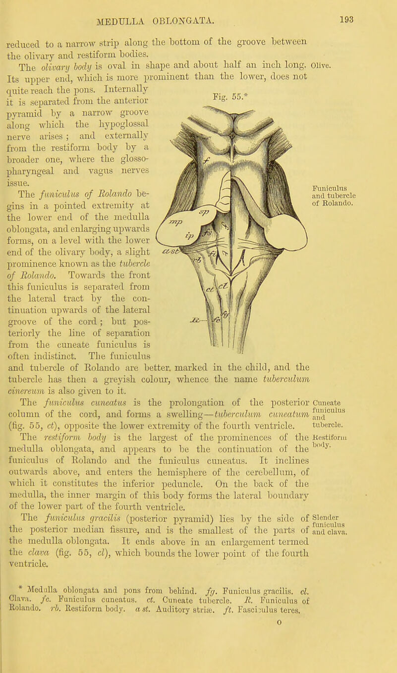 reduced to a narrow strip along the bottom of the groove between the olivary and restiform bodies. The olivary body is oval in shape and about half an inch long, olive. Its upper end, which is more prominent than the lower, does not quite reach the pons. Internally it is separated from the anterior pyramid by a narrow groove along which the hypoglossal nerve arises ; and externally from the restiform body by a broader one, where the glosso- pharyngeal and vagus nerves issue. The funiculus of Rolando be- gins in a pointed extremity at the lower end of the medulla oblongata, and enlarging upwards forms, on a level with the lower end of the olivary body, a slight prominence known as the tubercle of Rolando. Towards the front this funiculus is separated from the lateral tract by the con- tinuation upwards of the lateral groove of the cord; but pos- teriorly the line of separation from the cuneate funiculus is often indistinct. Tlie funiculus and tubercle of Rolando are better, marked in the child, and the tubercle has then a greyish colour, whence the name tuberculum cinereum is also given to it. The funiculus cuneatus is the prolongation of the posterior Cuneate column of the cord, and forms a swelling—tuberculum cuneatum naCniu>i (fig. 55, ct), ojmosite the lower extremity of the fourth ventricle. tubercle. The restiform body is the largest of the prominences of the Kestiform medulla oblongata, and appears to be the continuation of the y' funiculus of Rolando and the funiculus cuneatus. It inclines outwards above, and enters the hemisphere of the cerebellum, of which it constitutes the inferior peduncle. On the back of the medulla, the inner margin of this body forms the lateral boundary of the lower part of the fourth ventricle. The funiculus gracilis (posterior pyramid) lies by the side of the posterior median fissure, and is the smallest of the parts of and clam the medulla oblongata. It ends above in an enlargement termed the clava (fig. 55, cl), which bounds the lower point of the fourth ventricle. * Medulla oblongata and pons from behind, fy. Funiculus gracilis, cl. Clav.i. fc. Funiculus cuneatus. ct. Cuneate tubercle. R. Funiculus of Rolando, rb. Restiform body. ast. Auditory strioe. ft. Fasci;ulus teres. Fig. 55.* Funiculus and tubercle of Rolando. 0
