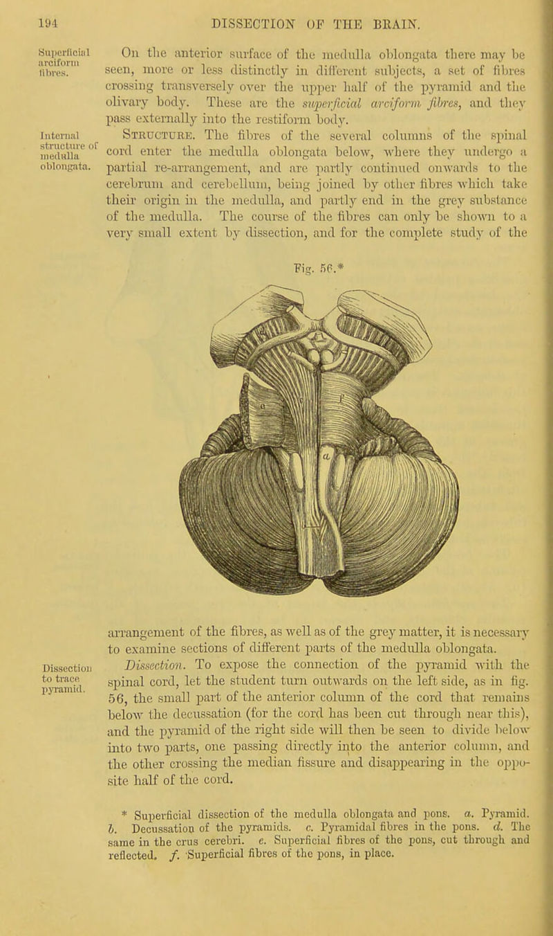 BI!8Fflotal 0n tlie anterior surface of the medulla oblongata there may be fibres. ' seen> more or less distinctly in different subjects, a set of fibres crossing transversely over the upper half of the pyramid and the. olivary body. These are the swprrjii-ial arciform Jibres, ami they pass externally into the restiform body, [nternal Structuuk. The fibres of the several columns of the spinal meinour< r COT(1 enter the medulla oblongata below, where they undergo a oblongata, partial re-arrangement, and are partly continued onwards to the cerebrum and cerebellum, being joined by other fibres which take their origin in the medulla, and partly end in the grey substance of the medulla. The course of the fibres can only be shown to a very small extent by dissection, and for the complete study of the Fig. 56.* arrangement of the fibres, as well as of the grey matter, it is necessary to examine sections of different parts of the medulla oblongata. Dissection Dissection. To expose the connection of the pyramid with the to trace spinal cord, let the student turn outwards on the leftside, as in fig. 56, the small part of the anterior column of the cord that remains below the decussation (for the cord has been cut through near this), and the pyramid of the right side will then be seen to divide below into two parts, one passing directly into the anterior column, and the other crossing the median fissure and disappearing in the oppo- site half of the cord. * Superficial dissection of the medulla oblongata and pons. a. Pyramid. h. Decussation of the pyramids, c. Pyramidal fibres in the pons. d. The same in the crus cerebri, e. Superficial fibres of the pons, cut through and reflected. /. Superficial fibres of the pons, in place.