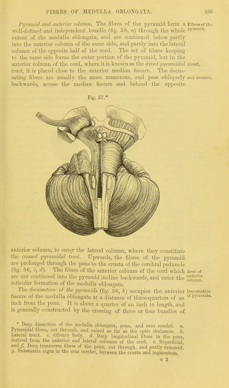 Pyramid and anterior column. The fibres of the pyramid form a Fibres of the well-defined and independent bundle (fig. 58, a) through the whole l,yramitl> extent of the medulla oblongata, and are continued below partly into the anterior column of the same side, and partly into the lateral column of the opposite half of the cord. The set of fibres keeping to the same side forms the outer portion of the pyramid, but in the anterior column of the cord, where it is known as the direct pyramidal direct, tract, it is placed close to the anterior median fissure. The decus- sating fibres are usually the more numerous, and pass obliquely ami crossed. backwards, across the median fissure and behind the opposite Fig. 57.* anterior column, to enter the lateral column, where they constitute the crossed pyramidal tract. Upwards, the fibres of the pyramid are prolonged through the pons to the crusta of the cerebral peduncle (fig. 56, c, d). The fibres of the anterior column of the cord which Rest of are not continued into the pyramid incline backwards, and enter the reticular formation of the medulla oblongata. The decussation of the pyramids (fig. 56, b) occupies the anterior Decussation fissure of the medulla oblongata at a distance of three-qnarters of an °fPyi'amids- inch from the pons. It is about a quarter of an inch in length, and is generally constructed by the crossing of three or four bundles of * Deep dissection of the medulla oblongata, pons, and crus cerebri, a. Pyramidal fibres, cut through, and raised as far as the optic thalamus, b. Lateral tract, c. Olivary body. d. Deep longitudinal fibres in the pons, derived from the anterior and lateral columns of the cord. e. Superficial and/ Deep transverse fibres of the pons, cut through, and partly removed' </. Substantia nigra in the crus cerebri, between the crusta and tegmentum.