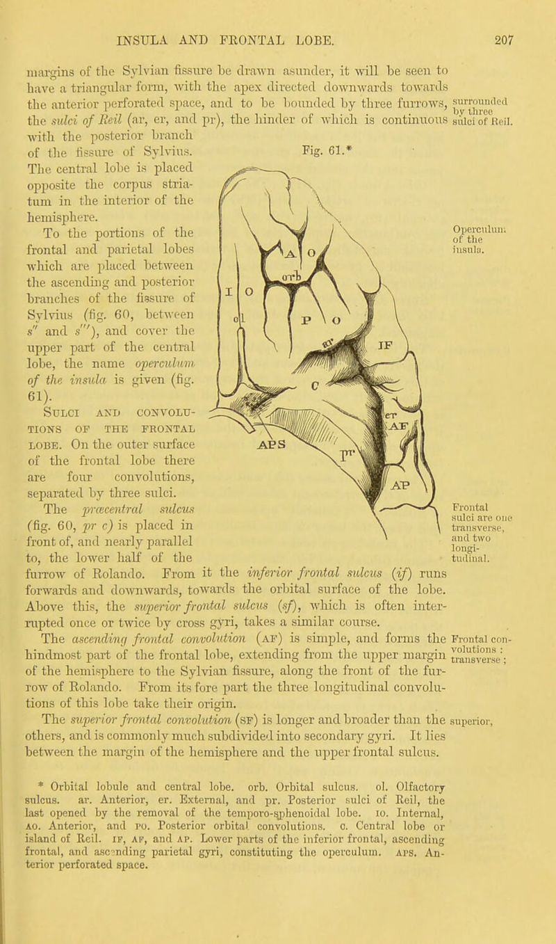 margins of the Sylvian fissure be drawn asunder, it will be seen to have a triangular form, with the apex directed downwards towards the anterior perforated space, and to be bounded by three furrows, the sulci of Reil (ar, er, and pr), the hinder of which is continuous with the posterior branch of the fissure of Sylvius. Fig. 61.* The central lobe is placed opposite the corpus stria- tum in the interior of the hemisphere. To the portions of the frontal and parietal lobes which are placed between the ascending and posterior branches of the fissure of Sylvius (fig. 60, between s and s), and cover the upper part of the central lobe, the name operculum of the insula is given (fig. 61). Sulci and convolu- tions OF THE FRONTAL lobe. On the outer surface of the frontal lobe there are four convolutions, separated by three sulci. The prmcentral sulcus (fig. 60, pr c) is placed in front of, and nearly parallel to, the lower half of the furrow of Rolando. From it the inferior frontal sulcus (if) runs forwards and downwards, towards the orbital surface of the lobe. Above this, the superior frontal sulcus (sf), which is often inter- rupted once or twice by cross gyri, takes a similar course. The ascending frontal convolution (af) is simple, and forms the hindmost part of the frontal lobe, extending from the upper margin of the hemisphere to the Sylvian fissure, along the front of the fur- row of Rolando. From its fore part the three longitudinal convolu- tions of this lobe take their origin. The superior frontal convolution (sf) is longer and broader than the others, and is commonly much subdivided into secondary gyri. It lies between the margin of the hemisphere and the upper frontal sulcus. surrounded by three sulci of Reil. Operculum of the insula. Frontal sulci are one transverse, and two longi- tudinal. Frontal con- volutions : transverse : supenoi. * Orbital lobule and central lobe. orb. Orbital sulcus. ol. Olfactory sulcus. ar. Anterior, er. External, and pr. Posterior sulci of Reil, the last opened by the removal of the temporo-sjphenoidal lobe. io. Internal, ao. Anterior, and po. Posterior orbital convolutions, c. Central lobe or island of Reil. if, ai<, and ai>. Lower parts of the inferior frontal, ascending frontal, and ascsnding parietal gyri, constituting the operculum, aps. An- terior perforated space.