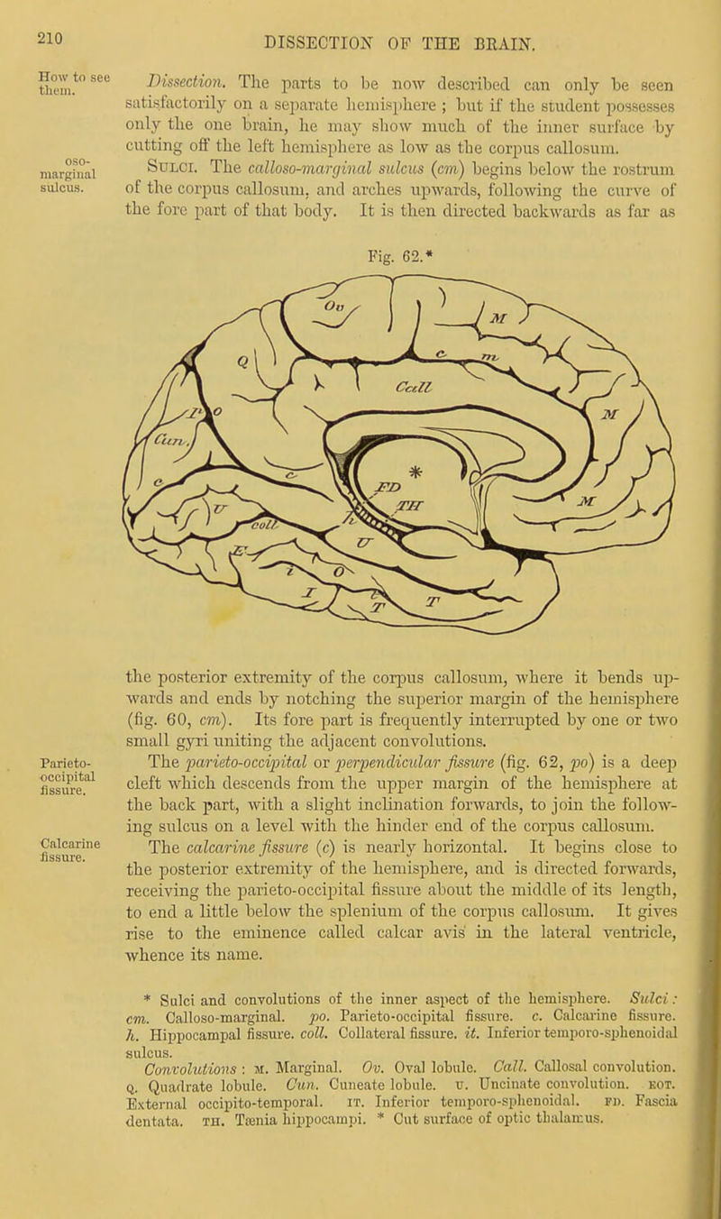 How to see Dissection, The parts to be now described can only be seen satisfactorily on a separate hemisphere ; but if the student possesses only the one brain, he may show much of the inner surface by cutting off the left hemisphere as low as the corpus callosum. marginal Solci. The calloso-marcjinal sulcus (cm) begins below the rostrum sulcus. of the corpus callosum, and arches upwards, following the curve of the fore part of that body. It is then directed backwards as far as Parieto- occipital iissure. Calcarine Assure. the posterior extremity of the corpus callosum, Avhere it bends up- wards and ends by notching the superior margin of the hemisphere (fig. 60, cm). Its fore part is frequently interrupted by one or two small gyri uniting the adjacent convolutions. The parieto-occipital or perpendicular fissure (fig. 62, po) is a deep cleft which descends from the upper margin of the hemisphere at the back part, with a slight inclination forwards, to join the follow- ing sulcus on a level with the hinder end of the corpus callosum. The calcarine fissure (c) is nearly horizontal. It begins close to the posterior extremity of the hemisphere, and is directed forwards, receiving the parieto-occipital fissure about the middle of its length, to end a little below the splenium of the corpus callosum. It gives rise to the eminence called calcar avis' in the lateral ventricle, whence its name. * Sulci and convolutions of the inner aspect of the hemisphere. Sulci: cm. Calloso-marginal. po. Parieto-occipital fissure, c. Calcarine fissure. h. Hippocampal fissure, coll. Collateral fissure, it. Inferior temporo-sphenoidal sulcus. Convolutions : M. Marginal. Ov. Oval lobule. Call. Callosal convolution. q. Quadrate lobule. Cun. Cuneate lobule, u. Uncinate convolution, kot. External occipito-temporal. it. Inferior temporo-sphenoidal. f». Fascia dentata. th. Tsenia hippocampi. * Cut surface of optic thalamus.
