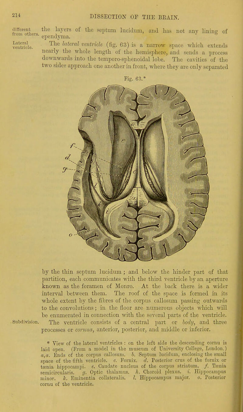from'others ^ juy's of tlie sePtluu lucidvmi, and lias not any lining of ventride. Tlie lateral ventricle (fig. 63) is a narrow space which extends nearly the whole length of the hemisphere, and sends a process downwards into the temporo-sphenoidal lohe. The cavities of the two sides approach one another in front, where they are only separated Kg. 63.* by the thin septum lucidum ; and below the hinder part of that partition, each communicates with the third ventricle by an aperture known as the foramen of Monro. At the back there is a wider interval between them. The roof of the space is formed in it? whole extent by the fibres of the corpus callosum passing outwards to the convolutions; in the floor are numerous objects which will be enumerated in connection with the several parts of the ventricle. Subdivision. The ventricle consists of a central part or body, and three processes or comua, anterior, posterior, and middle or inferior. * View of the lateral ventricles : on the left side the descending cornu is laid open. (From a model in the museum of University College, London.) a,a. Ends of the corpus callosum. b. Septum lucidum, enclosing the small space of tlie fifth ventricle, c. Fornix, d. Posterior cms of the fornix or taenia hippocampi, e. Caudate nucleus of the corpus striatum. /. Tieuia scmicircularis. g. Optic thalamus. /(. Choroid plexus, i. Hippocampus minor. Tc. Eminentia collateralis. I. Hippocampus major. o. Posterior cornu of the ventricle.