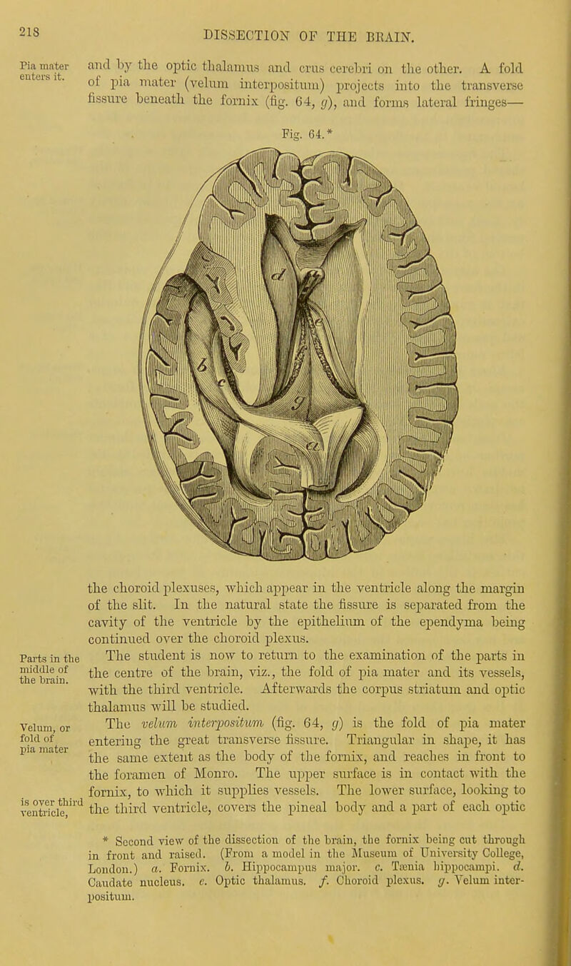 entersa?tr ^ ^? tlie °Ptic tnal£Umw and crus cerebri on the other. A fold en eis i. of mater (velum interpositum) projects into the transverse fissure beneath the fornix (fig. 64, g), and forms lateral fringes- Fig. 64.* Parts in the middle of the brain. Velum, or fold of pia mater is over third ventricle, the choroid plexuses, which appear in the ventricle along the margin of the slit. In the natural state the fissure is separated from the cavity of the ventricle by the epithelium of the ependyma being continued over the choroid plexus. The student is now to return to the examination of the parts in the centre of the brain, viz., the fold of pia mater and its vessels, with the third ventricle. Afterwards the corpus striatum and optic thalamus will be studied. The velum interpositum (fig. 64, g) is the fold of pia mater entering the great transverse fissure. Triangular in shape, it has the same extent as the body of the fornix, and reaches in front to the foramen of Monro. The upper surface is in contact with the fornix, to which it supplies vessels. The lower surface, looldng to the third ventricle, covers the pineal body and a part of each optic * Second view of the dissection of the brain, the fornix being cut through in front and raised. (From a model in the Museum of University College, London.) a. Fornix, b. Hippocampus major, c. Taenia hippocampi, d. Caudate nucleus, e. Optic thalamus, /. Choroid plexus, g. Velum inter- positum.