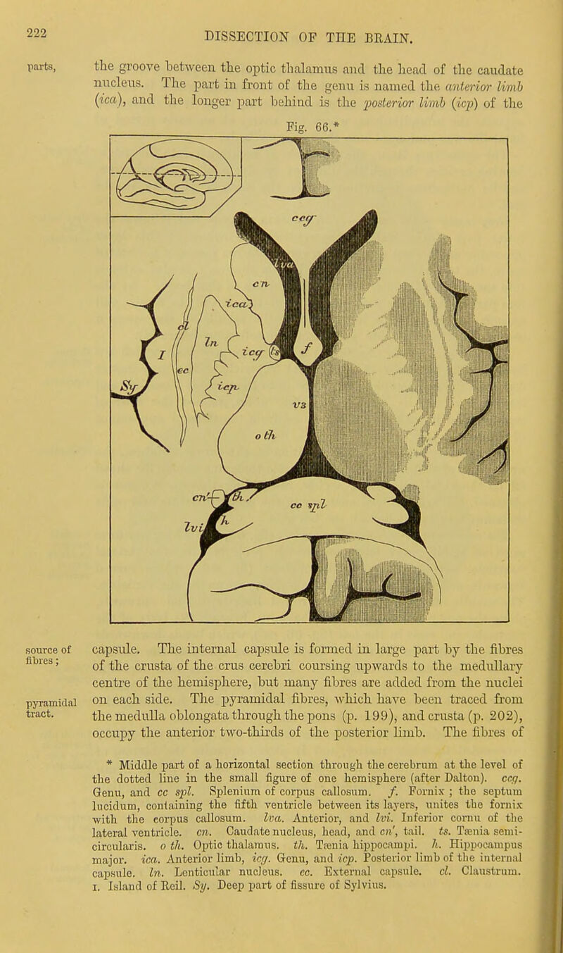 parts, the groove between the optic thalamus and the head of the caudate nucleus. The part in front of the genu is named the anterior limb (ica), and the longer part behind is the posterior limb (icp) of the Fig. 66.* source of fibres; pyramidal tract. capsule. The internal capsule is formed in large part by the fibres of the crusta of the crus cerebri coursing upwards to the medullary centre of the hemisphere, but many fibres are added from the nuclei on each side. The pyramidal fibres, Avhich have been traced from the medulla oblongata through the pons (p. 199), and crusta (p. 202), occupy the anterior two-thirds of the posterior limb. The fibres of * Middle part of a horizontal section through the cerebrum at the level of the dotted line in the small figure of one hemisphere (after Dalton). cr.g. Genu, and cc spl. Spleninm of corpus callosum. /. Fornix ; the septum lucidum, containing the fifth ventricle between its layers, unites the fornix with the eorpus callosum. Iva. Anterior, and ltd. Inferior comu of the lateral ventricle, cn. Caudate nucleus, head, and cn', tail. is. Taenia semi- circularis. o th. Optic thalamus, ih. Tfenia hippocampi, h. Hippocampus major, ica. Anterior limb, icg. Genu, and icp. Posterior limb of the internal capsule. In. Lenticular nucleus, cc. External capsule, cl. Claustrum. I. Island of Kcil. Sy. Deep part of fissure of Sylvius.