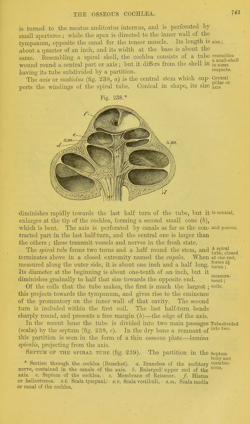 is turned to the meatus auditorius internus, and is perforated by small apertures ; while the apex is directed to the inner wall of the tympanum, opposite the canal for the tensor muscle. Its length is size; about a quarter of an inch, and its width at the base is about the same. Resembling a spiral shell, the cochlea consists of a tube resembles^ wound round a central part or axis; but it differs from the shell in \n some having its tube subdivided by a partition. respects. The axis or modiolus (fig. 238, a) is the central stem which sup- °<^Jr ports the windings of the spiral tube. Conical in shape, its size ^is^ °r Fig. 238.* a.m. diminishes rapidly towards the last half turn of the tube, but it enlarges at the tip of the cochlea, forming a second small cone (b), which is bent. The axis is perforated by canals as far as the con- tracted part in the last half-turn, and the central one is larger than the others ; these transmit vessels and nerves in the fresh state. The spiral tube forms two turns and a half round the stem, and terminates above in a closed extremity named the cupola. When measivred along the outer side, it is about one inch and a half long. Its diameter at the beginning is about one-tenth of an inch, but it diminishes gradually to half that size towards the opposite end. Of the coils that the tube makes, the first is much the largest; this projects towards the tympanum, and gives rise to the eminence of the promontory on the inner wall of that cavity. The second turn is included within the first coil. The last half-turn bends sharply round, and presents a free margin (b)—the edge of the axis. In the recent bone the tube is divided into two main passages (scalEe) by the septum (fig. 238, c). In the dry bone a remnant of this partition is seen in the form of a thin osseous plate—lamina spiralis, projecting from the axis. Septum of the spiral tube (fig. 239). The partition in the * Section through the cochlea (Brcschet). a. Branches of the auditory nerve, contained in the canals of the axis. b. Enlarged1 upper end of the axis. c. Septum of the cochlea, c. Membrane of Rcissner. or helicotrema. s.t. Scala tympani.- s.v. Scala vestibuli. s.m or canal of the cochlea. is conical, and porous. A spiral tuoe, closed at one end, forms 2J turns ; measure- ment ; coils. Tube divided into two. Septum bony and membra- nous. /. Hiatus Scala media