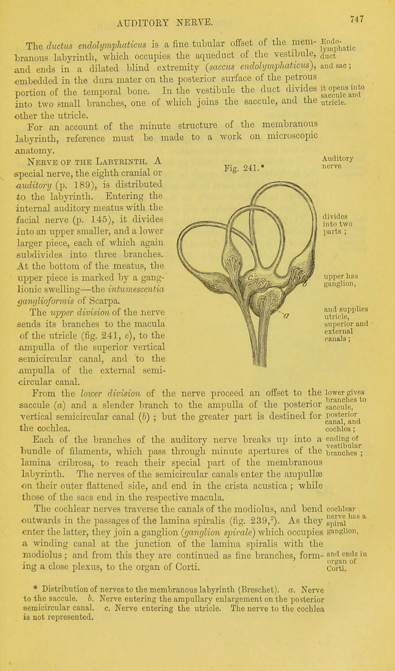 AUDITORY NERVE. The ductus endolymphatic^ is a fine tubular offset of the mem- gndo^ branous labyrinth, which occupies the aqueduct of the vestibule, duot and ends in a dilated blind extremity (saccus endolymphaticus), and sac; embedded in the dura mater on the posterior surface of the petrous portion of the temporal bone. In the vestibule the duct divides * °P™,1° into two small branches, one of which joins the saccule, and the utl.icie. other the utricle. For an account of the minute structure of the membranous labyrinth, reference must be made to a work on microscopic anatomy. Fig. 241. Auditory nerve divides into two parts ; upper lias ganglion, and supplies utricle, superior and external canals; Nerve of the Labyrinth. A special nerve, the eighth cranial or auditory (p. 189), is distributed to the labyrinth. Entering the internal auditory meatus with the facial nerve (p. 145), it divides into an upper smaller, and a lower larger piece, each of which again subdivides into three branches. At the bottom of the meatus, the upper piece is marked by a gang- lionic swelling—the intumescentia ganglioformis of Scarpa. The upper division of the nerve sends its branches to the macula of the utricle (fig. 241, c), to the ampulla of the superior vertical semicircular canal, and to the ampulla of the external semi- circular canal. From the lower division of the nerve proceed an offset to the lower gives saccule (a) and a slender branch to the ampulla of the posterior saceuiei vertical semicircular canal (b) ; but the greater part is destined for £a°ns*{!r!l<n1'd the COchlea. cochlea; Each of the branches of the auditory nerve breaks up into a ^P^^ bundle of filaments, which pass through minute apertures of the branches ; lamina cribrosa, to reach their special part of the membranous labyrinth. The nerves of the semicircular canals enter the ampullae on their outer flattened side, and end in the crista acustica ; while those of the sacs end in the respective macula. The cochlear nerves traverse the canals of the modiolus, and bend cochlear outwards in the passages of the lamina spiralis (fig. 239,-). As they spiral 88 * enter the latter, they join a ganglion {gaiujlion spirale) which occupies ganglion, a winding canal at the junction of the lamina spiralis with the modiolus; and from this they are continued as fine branches, form- and .ends in ing a close plexus, to the organ of Corti. Corti! * Distribution of nerves to the membranous labyrinth (Brcschet). a. Nerve to the saccule, b. Nerve entering the ampullary enlargement on the posterior semicircular canal, c. Nerve entering the utricle. The nerve to the cochlea is not represented.