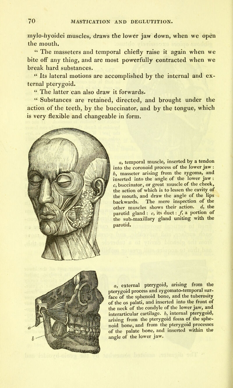 mylo-hyoidei muscles, draws the lower jaw down, when we opein the mouth. The masseters and temporal chiefly raise it again when we bite off any thing, and are most powerfully contracted when we break hard substances. Its lateral motions are accomplished by the internal and ex- ternal pterygoid.  The latter can also draw it forwards. Substances are retained, directed, and brought under the action of the teeth, by the buccinator, and by the tongue, which is very flexible and changeable in form. a, temporal muscle, inserted by a tendon into the coronoid process of the lower jaw : 6, masseter arising from the zygoma, and inserted into the angle of the lower jaw : c, buccinator, or great muscle of the cheek, the action of which is to lessen the cavity of the mouth, and draw the angle of the lips backwards. The mere inspection of the other muscles shows their action, d, the parotid gland : e, its duct: /, a portion of the sub-maxillary gland uniting with the parotid. a, external pterygoid, arising from the pterygoid process and zygomato-temporal sur- face of the sphenoid bone, and the tuberosity of the OS palati, and inserted into the front of the neck of the condyle of the lower jaw, and interarticular cartilage, h, internal pterygoid, arising from the pterygoid fossa of the sphe- noid bone, and from the pterygoid processes of the palate bone, and inserted within the angle of the lower jaw.