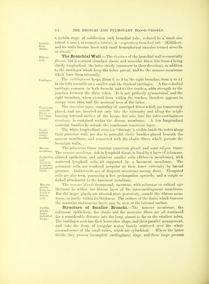 Lobulai' bron- chioles. Fibrous coat. Cartilajres. Transverse uinscular fibres; a few longi- tudinal. Longi- tudinal elastic bundles. Mucous membrane. Epithelium, and Debove's membrane. Lymphoid tissue. Mucous glands, Ij-ing ex- ternal to fibrous coat. Cartila- ginous scales instead of hoops. a certain stage of subdivision eacli bronchial tube, reduced to a small size (about I mm.), is termed a lohalar, or ' respiratory bronchial tube ' (KoUiker), and its walls become beset with small hemispherical saccules termed air-cells or alveoli. The Bronchial Wall.—The structure of the bronchial wall is essentially fibrous, but it contains abundant elastic and muscular fibres (the former being chiefly longitudinal, the latter chiefly transverse in their direction), in addition to the cartilages which keep the tubes patent, and to the mucous membrane which lines them internally. The cartilaginous hoops (from 6 to 8 in the right bronchus, from 9 to I 2 in the left) resemble on a smaller scale the tracheal cartilages. A three-limbed cartilage, common to both bronchi and to the trachea, adds strength to the junction between the three tubes. It is not perfectly symmetrical, and the right bronchus, when viewed from within the trachea, therefore appears to occupy more than half the sectional area of the latter. The muscular layer, consisting of unstriped fibres which are transversely placed, and are inserted not only into the extremity and along the neigh- bouring internal surface of the hoops, but also into the inter-cartilaginous structure, is contained within the fibrous membrane. A few longitudinal muscular bundles lie outside the continuous transverse layer. The white longitudinal stria3 (or flutings), visible inside the tubes along their posterior wall, are due to powerful clastic bundles placed beneath the mucous membrane, and connected with the elastic fibres which pervade the bronchial walls. The submucous tissue contains numerous (/lands and some adipose tissue. The mucous membrane, rich in lymphoid tissue, is lined by a layer of columnar, ciliated epithelium, and subjacent smaller cells (Debove's membrane), with scattered lymphoid cells, all supported by a basement membrane. The columnar cells are rendered irregular at their lower extremity by lateral pressure. Goblet-cells are of frequent occurrence among them. Elongated cells are also seen, possessing a free prolongation upwards, and a simple or forked attachment to the basement membrane. The mucous glands (compound, racemose, with columnar or cubical epi- thelium) lie within the fibrous layer of the inter-cartilaginous membrane. But the larger glands are situated more posteriorly, outside the fibrous mem- brane, or partly within its thickness. The orifices of the ducts, which traverse the muscular and mucous layer, may be seen at the internal surface. Structure of Smaller Bronchi,—-The mucous membrane, the columnar epitheliutn, the elastic and the muscular fibres are all continued for a considerable distance into the lung, almost as far as the smallest tubes. The cartilages soon lose their horse-shoe shape, and their parallel arrangement, and take the form of irregular scales, loosely scattered over the whole circumfei'ence of the small tubes, which are cylindrical. Where the latter divide, they possess incomplete cartilaginous rings, and these rings present