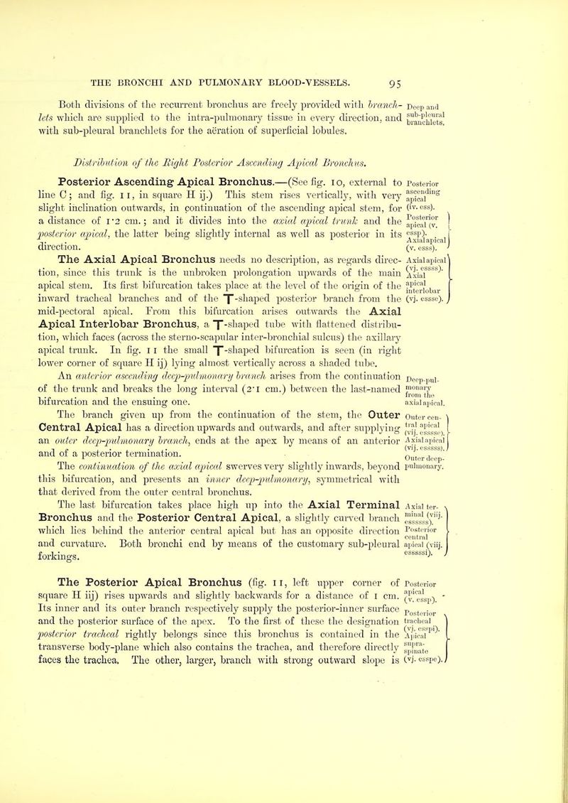 Both divisions of the recm-rent bronchus are freely provided with hranch- Deep and lets which are supplied to the intra-pulmonary tissue in every direction, and ^,anchlets^ with sub-pleural branchlets for the aeration of superficial lobules. Distrihatmi of the Bight Posterior Ascending Apical Bronchus. Posterior Ascending Apical Bronchus.—(See fig. i o, external to Posterior line C; and fig. ii, in square H ij.) This stem rises vertically, with very ap'icaf'° slight inclination outwards, in continuation of the ascending apical stem, for (iv-oss). a distance of i'2 cm.; and it divides into the axicd apical trunk and the apieaTJv'^ posterior cqriccd, the latter being slightly internal as well as posterior in its '-'^^^^ j direction. (v. esss). The Axial Apical Bronchus needs no description, as regards direc- Axiaiapicai tion, since this trunk is the unbroken ^prolongation upwards of the main ^axM^''^'^' apical stem. Its first bifurcation takes place at the level of the origin of the H^}'^^}, , ^ . iuterlobar inward tracheal branches and of the T'^^^^^pt'*^^ l^osterior branch from the (vj. essse). mid-pectoral apical. From this bifurcation arises outwards the Axial Apical Interlobar Bronchus, a X-^^li^ped tube with flattened distribu- tion, which faces (across the sterno-scapular inter-bronchial sulcus) the axillary apical trunk. In fig. i i the small y-shaped bifurcation is seen (in right lower corner of square H ij) lying almost vertically across a shaded tube. An anterior ascending deep-jmlmonecri/ hranch arises from the continuation Deep-pul- of the trunk and breaks the lona: interval (2*i cm.) between the last-named ?i°!i'T . . ° ^ ^ froni tlio bifurcation and the ensuing one. axiaiapicai. The branch given up from the continuation of the stem, the Outer Outer cen- ] Central Apical has a direction upwards and outwards, and after supplying gi'^ij,',) I an outer dcen-vulmonaru hranch, ends at the apex by means of an anterior -Axiaiapicai -, . 1 • , • ,• (vij.es.ss.ss).J and of a posterior termination. Outer deep The continucdion of the axial apiccd swerves very slightly inwards, beyond pulmonary, this bifurcation, and presents an inner decp-pulmonarg^ symmetrical with that derived from the outer central bronchus. The last bifurcation takes place high up into the Axial Terminal Axial ter- Bronchus and the Posterior Central Apical, a slightly curved branch ssssli)'^' which lies behind the anterior central apical but has an opioosite direction Pfsteiior and curvature. Both bronchi end by means of the customary sub-plenral apical (viij. forkings. The Posterior Apical Bronchus (fig. 11, left upper corner of Posterior square H iij) rises upwards and slightly backwards for a distance of i cm. (^'Tssp) ' Its inner and its outer branch respectively supply the posterior-inner surface Pogtp,.;,,;. and the jDosterior surface of the apex. To the first of these the designation tracheal posterior tracliml rightly belongs since this bronchus is contained in the Apical ^ transverse body-plane which also contains the trachea, and therefore directly gp-^i^tg faces the trachea. The other, larger, branch with strong outward slope is (vj. esspe).j