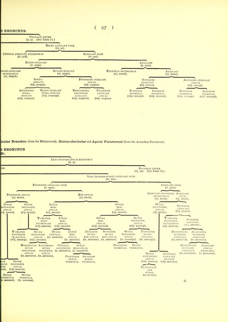 J BRONCHUS. Pector ii, tbfnk (ij. a). (See Table II.) Eight axillary btem (iij. eo). CENTKiL AXILLARY INTERLOBAR (iv. eed). Axillary stem (iv. eec). Ketro-axillary (v. eeep). ~ Axillary (v. eecc). .eteo-axillaby inteklobae (vj. eeepd). Eetro-axillary (vj. ceeps). External interlobar (vj. eeeed). SlTPRA- .SPINATE (vij. eeepsp). Posterior axillary APICAL (vij. eeepse). Ascending SUPKA- SPINATE (viij. eeepsps). Eetro-axillary supra-spinate (viij. eeepspp). Descending posterior axillary (viij. eeepsed). Posterior axillary apical (viij. eeepses). Superior axillary (vij. eceecs). Axillary (vj. eeeee). Anterior APICA (vij. ecoo AXILLARY ■p). Superior terminal (viij. eeeeess). Inferior tek5iinal (viij. eooecsii). Superior terminal viij. cccceps). Inferior terminal (viij. ceeeepd). Loular Branches (from the Mid-pectoral); Sterno-clavicular and Apical Parasternal (from the Asccndinpr Parasternal). I BRONCHUS R). Left pectori-apical bronchus (ij. a). Pectoral trunk (iij. aa). (See Table II.) Left (rudimentary) axillary stem (iv. ase). Posterior axillary stem (v. ases). Posterior apical (vj. asess). Axillary stem (v. asee). /  \ Axillary posterior Axillary interlobar stem (vj, asecp). {vj. aseec). Inner posterior apical vij. a^sesss). Outer posterior apical (vij. asesse). T-SHAPED Inner DEEP mid- pulmonary APICAL (viij.aseseia). (viij. asescis). T-SHAPED Outer Outer posterior posterior CENTRAL marginal apical (ix. aseseise). (viij. asessep), (viij. asesses). Horizontal OUTER posterior APICAL (ix. asessese). (ix. asessess). ok IHTIC ENT :SSi). Inner posterior APICAL (viij. asessss). Ascending Central Inner outer ascending mid-apical posterior (x. aseseisss). (x. aseseissi APICAL Inner terminal X. asessssi). Outer terminal (ix. asesssse). Clavicular and other branches,