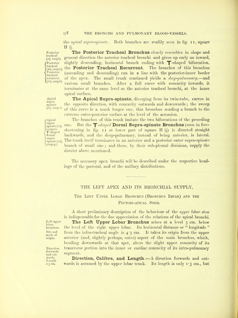 the apical siqjra-sjnnafe. Both branches are readily seen in fig. 11, square Hij. Posterior The Postorior Tracheal Bronchus closely resembles in shape and (v^?esspi), general dii'ection the anterior tracheal bronchi and gives up early an inward, 'Posterior slightly descending, horizontal branch ending with [-shaped bifurcation, (vi^.'tsspis). the Posterior Tracheal Recurrent. The branches of this bronchus h-aclfeal^ (ascending and descending) run in a line with the posterior-inner border recurrent of the apex. The small trunk continued yields a deejj-jndrnonary,—and \^(vij.ebspu). ^^jj^j.-Q^g small branches. After a full curve with concavity inwards, it terminates at the same level as the anterior tracheal bronchi, at the inner apical surface. Apical The Apical Supra-spinate, diverging from its twin-tube, curves in spTnate the opposite direction, with concavity outwards and downwards ; the sweep (vj. esspo). ^-^jg curve is a much longer one, this bronchus sending a branch to the extreme outer-posterior surface at the level of the acromion. 'Apical The branches of this trunk imitate the two bifurcations of the preceding splnate(vij. o^^*-^- ^ut the Jsliapcd Dorsal Supra-spinate Bronchus (seen in fore- T s'taped f^l'^ortening in fig. i i at lower part of square H ij) is directed straight \ dorsal backwards, and the deexD-pulmonary, instead of being anterior, is lateral. spmate(vij. The trunk itself terminates in an anterior and a posterior outer supra-spinate t^esspep). branch of small size ; and these, by their sub-pleural divisions, supply the district above mentioned. The accessory apex bronchi will be described under the respective head- ings of the pectoral, and of the axillary distributions. THE LEFT APEX AND ITS BRONCHIAL SUPPLY. Left upper lobar bronchus. Site and mode of origin. Direction forwards and out- wards. Length I'3 cm. The Left Upper Lobar Bronchus (Bronchus Impar) and the Pectori-apical Stem. A short preliminary description of the behaviour of the nirper lobar stem is indispensable for the due appreciation of the relations of the apical bronchi. The Left Upper Lobar Bronchus arises at a level 3 cm. below the level of the right upper lobar. Its horizontal distance or  longitude  from the infra-tracheal angle is 4* 3 cm. It takes its origin from the upper anterior (and, slightly perhaps, outer) aspect of the main bronchus, which, bending downwards at that spot, alters the slight upper concavity of its transverse portion into the inner or cardiac concavity of its intra-pulmonary segment. Direction, Calibre, and Length.—A direction forwards and out- wards is assumed by the upper lobar trunk. Its length is only L3 cm., but