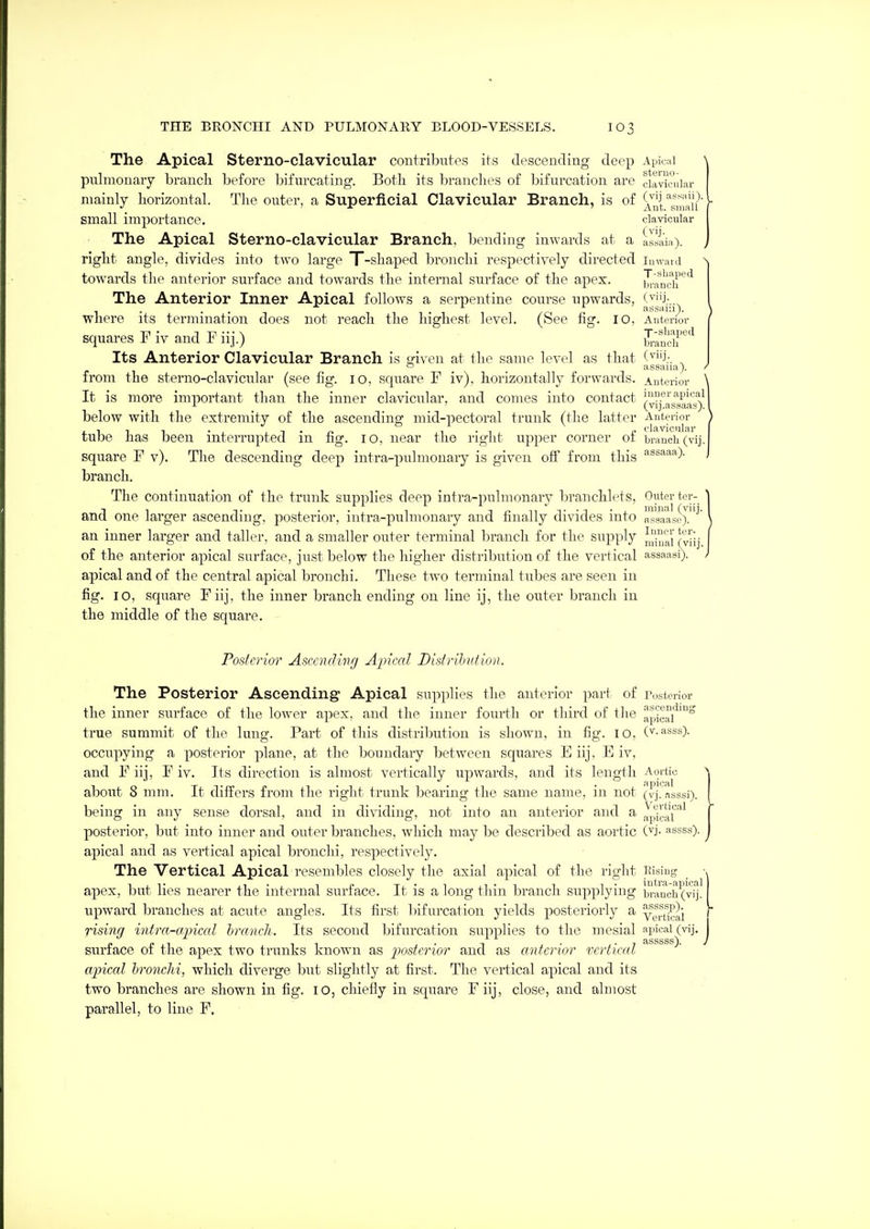 The Apical Sterno-clavicular contribvites its descending deep Apical pulmonary branch before bifurcating. Both its branches of bifurcation are clavicular mainly horizontal. The outer, a Superficial Clavicular Branch, is of ^^{^s^iau''' small importance. clavicular The Apical Sterno-clavicular Branch, bending inwards at a llsai,,). right angle, divides into two large T-shaped bronchi respectively directed inward towards the anterior surface and towards the internal surface of the apex. biancir'^ The Anterior Inner Apical follows a serpentine course upwards, <-^J;. where its termination does not reach the highest level. (See fig. lO, Anterior squares Fiv and Fiij.) Its Anterior Clavicular Branch is sfiven at the same level as that (^j.-. ^ . . assaiia). from the sterno-clavicular (see fig. 10, square F iv), horizontally forwards. Anterior It is more important than the inner clavicular, and conies into contact (J^^^g^g^^^^^Q^ below with the extremity of the ascending mid-pectoral trunk (the latter Anterior tube has been interrupted in fig. 10, near the riglit upper corner of branch (vij. square F v). The descending deep intra-pulmonary is given off from this ^^^aaa). branch. The continuation of the trunk supplies deep intra-pulmonary branchh-ts, Outer ter- and one larger ascending, posterior, intra-pulmonary and finally divides into ns'saase).'' an inner larger and taller, and a smaller outer terminal branch for the supply J^H^^^j ^'^'jj of the anterior apical surface, just below the higher distribution of the vertical assaasi). apical and of the central apical bronchi. These two terminal tubes are seen in fig. 10, square Fiij, the inner branch ending on line ij, the outer branch in the middle of the square. Posterior Ascending Apical Listrihution. The Posterior Ascending Apical supplies the anterior part of Posterior the inner surface of the lower apex, and the inner fourth or third of the apicrf'° true summit of the lung. Part of this distribution is shown, in fig. 10, (^-asss). occupying a posterior plane, at the boundary between squares E iij, E iv, and F iij, F iv. Its direction is almost vertically upwards, and its length Aortic about 8 mm. It differs from the riglit trunk bearing the same name, in not (vj.^aLsi). being in any sense dorsal, and in dividing, not into an anterior and a ,^3^!^'°^^ posterior, but into inner and outer branches, which may be described as aortic (yi- assss). apical and as vertical apical bronchi, respectively. The Vertical Apical resembles closely the axial apical of the right Eising apex, but lies nearer the internal surface. It is a long thin branch supplying b°anch(vij! upward branches at acute angles. Its first bifurcation yields posteriorly a yprtl^ai risinq intra-apical branch. Its second bifurcation supplies to the mesial apical (vij. . asssss). surface of the apex two trunks known as posterior and as anterior vertical apical hronchi, which diverge but slightly at first. The vertical apical and its two branches are shown in fig. 10, chiefly in square Fiij, close, and almost parallel, to line F.