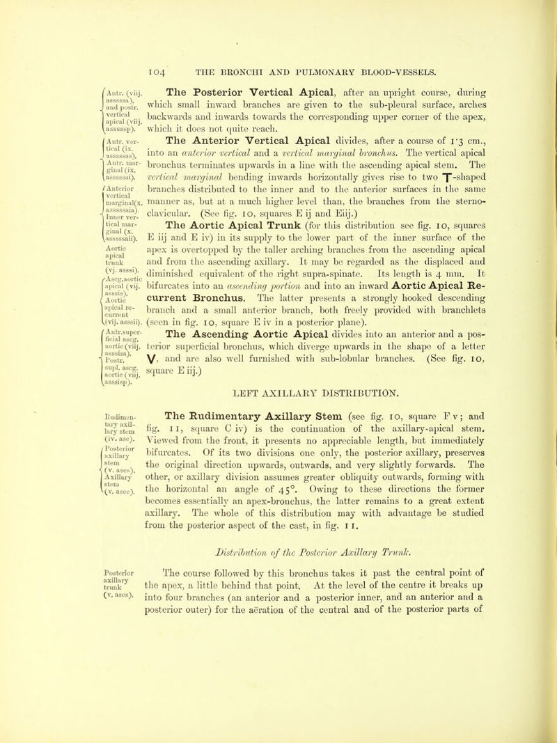 Auti'. (viij. asssssa), and postr. vertical apical (viij. ^asssssp). JAutr. ver- tical (ix. asssssas). Antr. mar- ginal (ix. asssssai). ( Anterior vertical niarginal(x. asssssaia). Inner ver- tical mar- ginal (x. ^asssssaii). Aortic apical trunk (vj. asssi). ^Ascg.aortic apical (vij. asssis). Aortic apical re- current ,(vij. asssii). ' Antr.super- ficial asscg. aortic (viij. asssisa). Postr. supl. ascg. aortic (viij. ^asssisp). The Posterior Vertical Apical, after an upriglit course, during wliicli small inward brandies are given to tlie sub-pleural surface, arches backwards and inwards towards the corresponding upper corner of the apex, which it does not quite reach. The Anterior Vertical Apical divides, after a course of i'3 cm., into an anterior vertical and a vertical marginal bronchus. The vertical apical bronchus terminates upwards in a line with the ascending apical stem. The vertical marginal bending inwards horizontally gives rise to two T'^^i^P^d branches distributed to the inner and to the anterior surfaces in the same manner as, but at a much higher level than, the branches from the sterno- clavicular. (See fig. lO, squares E ij and Eiij.) The Aortic Apical Trunk (for this distribution see fig. lo, squares E iij and E iv) in its supply to the lower part of the inner surface of the apex is overtopped by the taller arching branches from the ascending apical and from the ascending axillary. It may be regarded as the displaced and diminished equivalent of the right supra-spinate. Its length is 4 mm. It bifurcates into an ascending jwrtion and into an inward Aortic Apical Re- current Bronchus. The latter presents a strongly hooked descending branch and a small anterior branch, both freely provided with branchlets (seen in fig. 10, square E iv in a posterior plane). The Ascending Aortic Apical divides into an anterior and a pos- terior superficial bronchus, which diverge upwards in the shape of a letter V> and are also well furnished with sub-lobular branches. (See fig. 10, square Eiij.) LEFT AXILLARY DISTRIBUTION. Hudimcn- taiy axil- lary stem (iv. ase). Posterior axillary stem (v. ases). AxiUary stem ^(v. asee). The Rudimentary Axillary Stem (see fig. 10, square Fv; and fig. II, square Civ) is the continuation of the axillary-apical stem. Viewed from the front, it presents no appreciable length, but immediately bifurcates. Of its two divisions one only, the posterior axillary, preserves the original direction upwards, outwards, and very slightly forwards. The other, or axillary division assumes greater obliquity outwards, forming with the horizontal an angle of 45°. Owing to these directions the former becomes essentially an apex-bronchus, the latter remains to a great extent axillaiy. The whole of this distribution may with advantage be studied from the posterior aspect of the cast, in fig. 11. Posterior axLllaiy trunk (v. ases). Distribution of the Posterior Axillary Trunk. The course followed by this bronchus takes it past the central point of the apex, a little behind that point. At the level of the centre it breaks up into four branches (an anterior and a posterior inner, and an anterior and a posterior outer) for the aeration of the central and of the posterior parts of