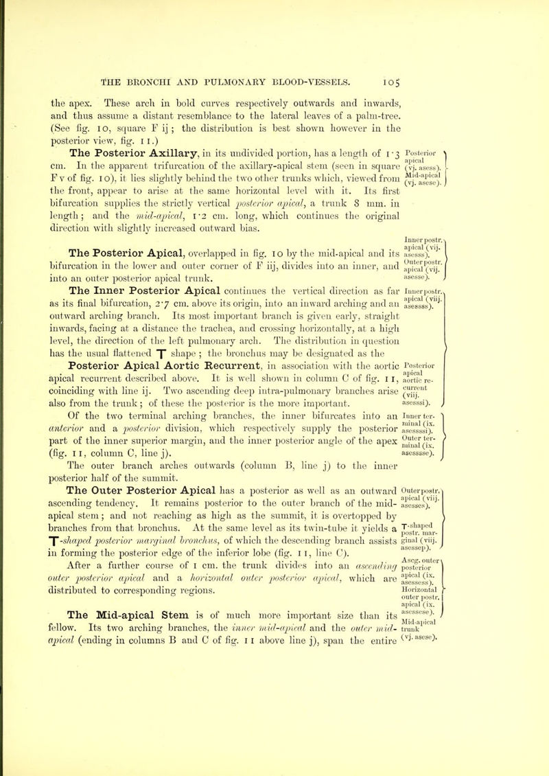the apes. These arch in bold curves respectively outwards and inwards, and thus assume a distant resemblance to the lateral leaves of a palm-tree. (See fig. lO, square F ij ; the distribution is best shown however in the posterior view, fig. ii.) The Posterior Axillary, in its undivided portion, has a length of i • 3 Posterior cm. In the apparent trifurcatiou of the axillary-apical stem (seen in square (vj?'asess). F V of fig. I o), it lies slightly behind the two other trunks which, viewed from ^j'^aseso)' the front, appear to arise at the same horizontal level with it. Its first bifurcation supplies the strictly vertical posterior aincal, a trunk 8 mm. in length; and the mid-apical^ I'2 cm. long, which continues the original direction with slightly increased outward bias. Inuer postr. The Posterior Apical, overlapped in fig. 10 by the mid-apical and its asesL)/^' bifurcation in the lower and outer corner of F iij, divides into an inner, and apj'^^vi'^v'ij'' into an outer posterior apical trunk. asesse). The Inner Posterior Apical continues the vertical direction as far luuei-postr. as its final bifurcation, 2j cm. above its origin, into an inward arching and an asessss)?'^ outward arching branch. Its most important branch is given early, straight inwards, facing at a distance the trachea, and crossing horizontally, at a high level, the direction of the left pulmonary arch. The distribution in question has the usual flattened T shape ; the bronchus may be designated as the Posterior Apical Aortic Recurrent, in association with tlie aortic Posterior apical recurrent described above. It is well shown in column 0 of fig. 11, aortic re- coinciding with line ij. Two ascending deep intra-pulmonary branches arise ([•j'^'^ also from the trunk ; of these the posterior is the more important. .isesssi). ^ Of the two terminal arching branches, the inner bifurcates into an inner tcr- anterior and a posterior di-\T.sion, which respectively supply the posterior ^Jssss/)!' part of the inner superior margin, and the inner posterior angle of the apex ^ji'uai(ix' (fig. II, column C, line j). asesssse). The outer branch arches outwards (column B, line j) to the inner posterior half of the summit. The Outer Posterior Apical has a posterior as well as an outward Outer postr. ascending tendency. It remains posterior to the outer branch of the mid- ases'ses)?'^ apical stem; and not reaching as high as the summit, it is overtopped by \ branches from that bronchus. At the same level as its twin-tube it yields a pJgt'j.^'JulJr Y-shaped iwstcrior marginal hronchus, of which the descending branch assists gi^'i-i (viij- in forming the posterior edge of the inferior lobe (fig. I i, line C). asobsep). After a further course of i cm. the trunk divides into an ascending poTterio''^' outer posterior apiccd and a horizontal outer posterior apical, which are ^^I^^i^'f distributed to correspondino' regions. Horizontal Y o D outer postr. apical (ix. The Mid-apical Stem is of much more important size than its fellow. Its two arching branches, the inner mid-ajrical and the outer mid- truuk^'^ apical (ending in columns B and 0 of fig. 11 above line j), span the entire