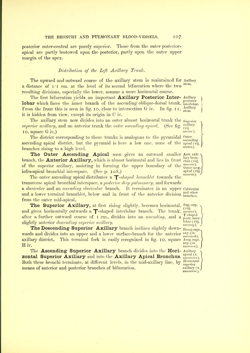 posterior outer-central are purely superior. Those from the outer posterior- apical are partly bestowed upon tlie posterior, partly upon the outer upper margin of the apex. Distribution of the Left Axillar)/ Trunl. The upward and outward course of the axillary stem is maintained for Axillary a distance of l • l cm. at the level of its second bifurcation w^here the two ^ resulting divisions, especially the lower, assume a more horizontal course. The first bifurcation yields an important Axillary Posterior Inter- Axillary lobar which faces the inner branch of the ascending oblique-dorsal trunk. Fmcriobar. From the front this is seen in fig. Io, close to intersection G iv. In fig. i r, f^^ll^^^'^ it is hidden from view, except its origin in C iv. The axillary stem now divides into an outer almost horizontal trunk the Superior siqjerior axillary^ and an anterior trunk the outer ascending cqriccd. (See fig. (yi'l'^^^ 10, square Giv.) asocce). The district corresponding to these trunks is analogous to the pyramidal Outer ascendinff ascending apical district, but the pyramid is here a low one, none of the apical (vij. branches rising to a high level. aseees). The Outer Ascending Apical soon gives an outward smaller Antr. axii- branch, the Anterior Axillary, which is almost horizontal and lies in front chiis'(viij. of the superior axillary, assisting in forming the upper boundary of the ^futeTascg infra-apical bronchial intersi^ace. (Seep. 108.) apical (viij The outer ascending apical distributes a Y-slictped hrcmehlet towards the transverse apical bronchial interspace, ?k posterior deep pulmonary, and forwards a clavieular and an ascending clavicular branch. It terminates in an upper Caivicular and a lower terminal branchlet, below and in front of the anterior division branched from the outer mid-apical. The Superior Axillary, at first rising slightly, becomes horizontal, ^jPj^^y- and gives horizontally outwards a T'^^i^P^*^^ interlobar branch. The trunk, aseeeee). after a further outward course of r cm., divides into an ascending, and a j!i,st^^i*nter- slightly anterior descending sirperior arAllarg. ^^^i^^w^^^' The Descending Superior Axillary branch inclines slightly down- Descg.supr wards and divides into an upper and a lower surface-branch for the anterior . . . . . aseceeed). axillary district. This terminal fork is easily recognized in fig. 10, square Ascg. supr. TT ,v -IJ- J-V. aseeee(^s). The Ascending Superior Axillary branch divides into the Hori- Axillary zontal Superior Axillary and into the Axillary Apical Bronchus, aseeee^^s). Both these bronchi terminate, at different levels, in the mid-axillary line, by Hcnzoutai _ ' _ J ' J superior means of anterior and posterior branches of bifurcation. axillary (x. aseeeeese).