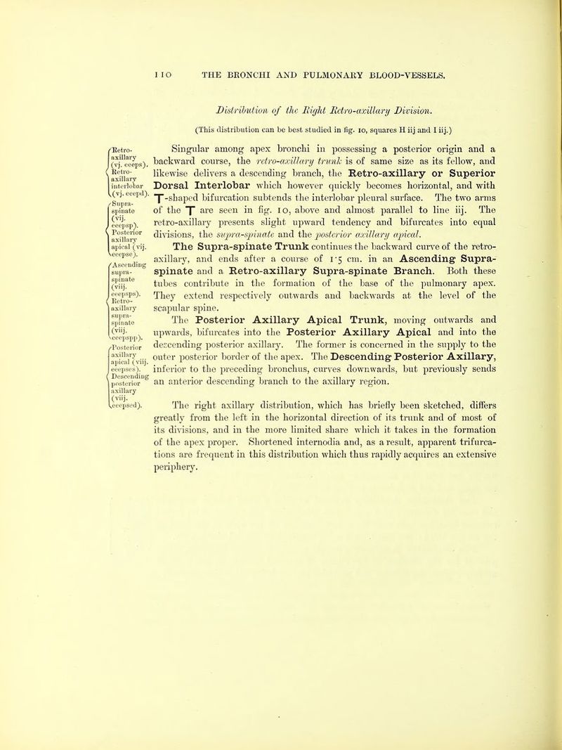 Distribution of the Right Bctro-axillary Division. (This distribution can be best studied in fig. lo, squares H iij and I iij.) {Betro- Singular among apex bronclii in possessing a posterior origin and a (vi'^eeeps). backward course, the retro-axillary trunk is of same size as its fellow, and fx^iiar likewise delivers a descending branch, the Retro-axillary or Superior i:iteiiobar Dorsal Interlobar which however quickly becomes horizontal, and with (vj. eetpd). -^_g]jj^pg^ bifurcation subtends the interlobar pleural surface. The two arms gpinate of the are seen in fig. lo, above and almost parallel to line iij. The eeepsp). retro-axillary presents slight upward tendency and bifurcates into equal I fxiii-ary divisions, the snjM-a-spinate and the j^ostcrior axillary apical. I apic al (vij. The Supra-spinate Trunk continues the backward curve of the retro- A cendiu fi^il^^^iT' ^'^^^ Qri({ii after a course of i5 cm. in an Ascending Supra- supTa spinate and a Retro-axillary Supra-spinate Branch. Both these spinate ^ubes contribute in the formation of the base of the joulmonary apex. (Eetio'^'^ They extend respectively outwards and backwards at the level of the ]a.xiliaiy scapular spine. spiuate The Posterior Axillary Apical Trunk, moving outwards and (''j- ^ upwards, bifurcates into the Posterior Axillary Apical and into the xeeepspp). ^ _ _ ... /Posterior descending posterior axillary. The former is concerned in the sujiply to the apicaTfviij ^^^^^ posterior border of the apex. The Descending Posterior Axillary, eeepses). inferior to the preceding bronchus, curves downwards, but previously sends lposte'i?or^ an anterior descending branch to the axillary region. axillary (viij. Ueepsed). The right axillary distribution, which has briefly been sketched, differs greatly from the left in the horizontal direction of its trunk and of most of its divisions, and in the more limited share which it takes in the formation of the apex proper. Shortened internodia and, as a result, apparent trifurca- tions are frequent in this distribution which thus rapidly acquires an extensive periphery.