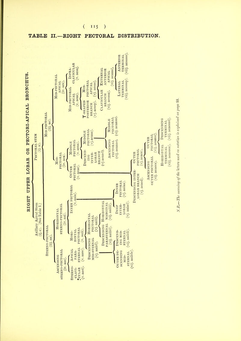 TABLE II.—RIGHT PECTOEAL DISTRIBUTION. I' s I fe5