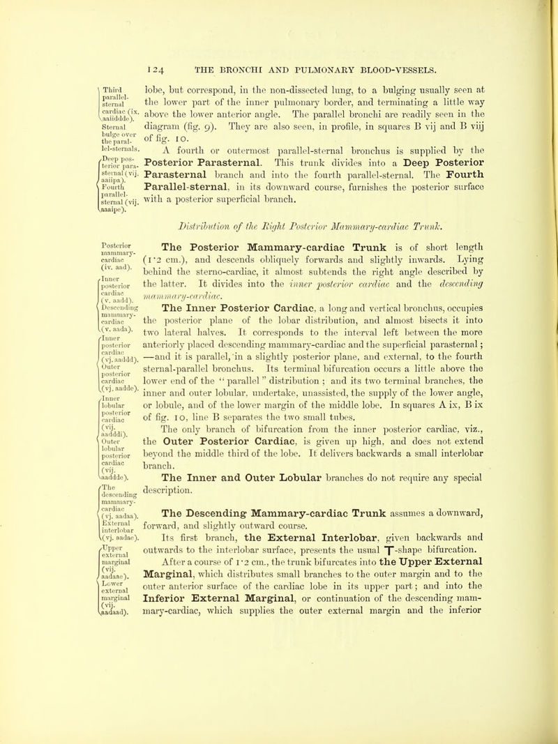 Third lobc, but covresponcl, in the non-dissected lung, to a bulging usually seen at steraai the lowev part of the inner pulmonary border, and terminating a little ^vay vSuidde)'^' ^^^O'^*^ lower anterior angle. The parallel bronchi are readily seen in the sternal diagram (fig. 9). They are also seen, in profile, in squares B vij and B viij bulge ovor „f fl™ theparal- ^g- ^O. lel-steruais. fourth Or Outermost parallel-sternal bronchus is supplied by the ftedJl-panv- Posterior Parasternal. This trunk divides into a Deep Posterior sternal (vij. Parasternal branch and into the fourth parallel-sternal. The Fourth ' aaupa). . _ '■ Fourth Parallel-sternal, in its downward course, furnishes the posterior surface stei-nal(vij. '^^'ifh a posterior superficial branch. .aaaipe). Distribution of the Right Posterior Mammary-cardiac Trunh. Posterior Th.^ Posterior Mammary-cardiac Trunk is of short length iiiammarj'- .  _ _ 7 cardiac (i*2 cm.), and descends oblicpaely forwards and slightly inwards. Lyiug (IV. aad). -jjgjjijj^ sterno-cardiac, it almost subtends the right angle described by ''posterior the latter. It divides into the inner posterior cctrdiac and the descending cardiac fnaiu mani-rnrdiac. I (V. aadd). ■' ( besceuding The Inner Posterior Cardiac, a long and vertical bronchus, occupies ^rdiar^^ the posterior plane of the lobar distribution, and almost bisects it into aada). lateral halves. It corresponds to the interval left between the more ^Inuer , . . posterior anteriorly placed descending mammary-cardiac and the sujoerficial parasternal; cardiac ( vj.aaddd). '—^^^^ it is parallel,'in a slightly posterior plane, and external, to the fourth ^'^^^^. sternal-parallel bronchus. Its terminal bifurcation occurs a little above the posterior ^ cardiac lower end of the  parallel  distribution ; and its two terminal branches, the inner^'^'^''^' ^^^^^ outcr lobular, undertake, unassisted, the supply of the lower angle, lobular or lobule, and of the lower margin of the middle lobe. In squares A ix, B ix cardiac'' of fig. lo, line B separates the two small tubes. aad'ddi) ^^^^ ^^^^^ branch of bifurcation from the inner posterior cardiac, viz., \ Outer the Outer Posterior Cardiac, is given up high, and does not extend posterior beyoud the middle third of the lobe. It delivers backwards a small interlobar cardiac branch. Vaadddo). The Inner and Outer Lobular branches do not require any special ''T'^® description. desceuding J- mammary- ((vjl^aadaa). The Descending Mammary-cardiac Trunk assumes a downward, hiteriobar fo^^^'i''^) slightly outward course. l(vj. aadae). Its first branch, the External Interlobar, given backwards and exta^ual outwards to the interlobar surface, presents the usual T-shape bifurcation, marginal After a course of I '2 cm., the trunk bifurcates into the Upper External / aadaae). Marginal, which distributes small branches to the outer margin and to the external outer anterior surface of the cardiac lobe in its upper part; and into the marginal Inferior External Marginal, or continuation of the descending mam- iaSaad). mary-cardiac, which supplies the outer external margin and the inferior