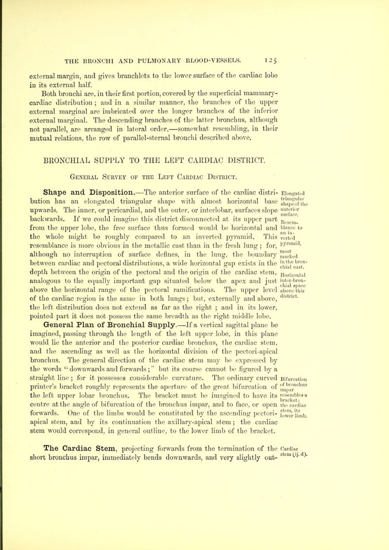 exbernal margin, and gives branchlets to the lower surface of the cardiac lobe in its external half. Both bronchi are, in their first portion, covered by the superficial niammary- cardiac distribution ; and in a similar manner, the branches of the upper external marginal are imbricated over the longer branches of the inferior external marginal. The descending branches of the latter bronchus, although not parallel, are arranged in lateral order,—somewhat resembling, in their mutual relations, the row of parallel-sternal bronchi described above. BRONCHIAL SUPPLY TO THE LEFT CARDIAC DISTRICT. General Survey of the Left Cardiac District. Shape and Disposition.—The anterior surface of the cardiac distri- EionRated bution has an elongated triangular shape with almost horizontal base gJ^'apfofTuo upwards. The inner, or pericardial, and the outer, or interlobar, surfaces slope ^JJ^if™' backwards. If we could imagine this district disconnected at its upper part j^^gp,,/ from the upjDer lobe, the free surface thus formed would be horizontal and bianco to the whole might be roughly compared to an inverted pyramid. This Verted resemblance is more obvious in the metallic cast than in the fresh lung ; for, Py^''^'^'''' although no interruption of surface defines, in the lung, the boundary marked between cardiac and pectoral distributions, a wide horizontal gap exists in the J.'^i^\'^(.'^,s°°' depth between the origin of the pectoral and the origin of the cardiac stem, Horizontii analogous to the equally important gap situated below the apex and just above the horizontal range of the pectoral ramifications. The upper level above this^ of the cardiac region is the same in both lungs ; but, externally and above, the left distribution does not extend as far as the right ; and in its lower, pointed part it does not possess the same breadth as the right middle lobe. General Plan of Bronchial Supply.—If a vertical sagittal plane be imagined, passing through the length of the left upper lobe, in this plane would lie the anterior and the posterior cardiac bronchus, the cardiac stem, and the ascending as well as the horizontal division of the pectori-apical bronchus. The general direction of the cardiac stem may be expressed by the words  downwards and forwards ; but its course cannot be figured by a straight line ; for it possesses considerable curvature. The ordinary curved Bifurcation printer's bracket roughly represents the aperture of the great bifurcation of 41)11^°^^ the left upper lobar bronchus. The bracket must be imagined to have its resembles a centre at the angle of bifurcation of the bronchus impar, and to face, or open the caniiac forwards. One of the limbs would be constituted by the ascending pectori- lo^er Hmb apical stem, and by its continuation the axillary-apical stem; the cardiac stem would correspond, in general outline, to the lower limb of the bracket. The Cardiac Stem, projecting forwards from the termination of the Cardiac short bronchus impar, immediately bends downwards, and very slightly out- ^'^^ ^'-i-