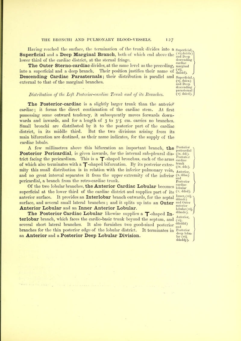 Having readied the surface, tlio termination of the trunk divides into a Superficial,. Superficial and a Deep Marginal Branch, both of which end above the !;u[|'^ep*'' lower third of the cardiac district, at the sternal fringe. desoendiDg Ceil'cli tic The Outer Sterno-cardiac divides, at the same level as the preceding, marginal into a superficial and a deep branch. Their position justifies their name of ^aildd). Descending Cardiac Parasternals; their distribution is parallel and superficial,>, external to that of the marginal branches. IndDeep'^ I descending ) parasternal I Distribution of the Left Posterior-cardiac Trunk and of its Branches. C^i '^'^ied). J The Posterior-cardiac is a slightly larger trunk than the anterior cardiac; it forms the direct continuation of the cardiac stem. At first possessing some outward tendency, it subsequently moves forwards down- wards and inwards, and for a length of 3 to 35 cm. carries no branches. Small bronchi are distributed by it to the posterior part of the cardiac district, in its middle third. But the two divisions arising from its main bifurcation are destined, as their name indicates, for the supply of the cardiac lobule. A few millimetres above this bifurcation an important branch, the Posterior ' pericardial Posterior Pericardial, is gLven inwards, for the internal sub-pleural dis- ^iv. ddi). trict facing the pericardium. This is a T'^^^psd bronchus, each of the arms canliao^^ of which also terminates with a y-shaped bifurcation. By its posterior extre- mity this small distribution is in relation with the inferior pulmonary vein, Anterior and no great interval separates it from the upper extremity of the inferior (v^^ddaa) pericardial, a branch from the retro-cardiac trunk. Posterior Of the two lobular branches, the Anterior Cardiac Lobular becomes fobuiar superficial at the lower third of the cardiac district and supplies part of its ddad). anterior surface. It provides an Interlobar branch outwai'ds, for the septal jj'J.'^Ji',^^'-''' surface, and several small lateral branches ; and it splits up into an Outer 9''- Anterior Lobular and an Inner Anterior Lobular. iobuiw (vij. The Posterior Cardiac Lobular likewise supplies a f-shaped In- terlobar branch, which faces the cardio-basic trunk beyond the septum, and (vii.*^'' several short lateral branches. It also furnishes two good-sized posterior ^nd'^'^'^'* branches for the thin posterior edge of the lobular district. It terminates in Posterior an Anterior and a Posterior Deep Lobular Division. lar^^j.^* ddaddp).