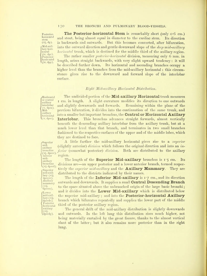 Posterior- The Posterior-horizontal Stem is remarkably short (only o-6 cm.) stein°'^*'^^ and stout, being almost equal in diameter to the cardiac stem. Its direction (iij. dp). is backwards and outwards. But this becomes converted, after bifurcation, Hr'^ hoii outward direction and gentle downward slope of the deep mid-axillary zontai liorizontal trunk, which is destined for the middle third of the axillary region. I Posteriiir- The rather smaller posterior-horizontal division, measuring only 6 mm. in l(rv'dp|i)' length, arises straight backwards, with very slight upward tendency: it will be desci'ibed further down. Its horizontal and ascending branches occupy a higher level than the branches from the mid-axillary horizontal : this circum- stance gives rise to the downward and forward slope of the interlobar surface. Plight Mid-axillary Horizontal Distribution. /Horizontal or central axillary interlobar ' (v. dpea). Mid- axillarj' horizontal ^(v. dpee). /Superior mid- axillary bronchus (vj. dpeee). inferior mid- axillary bronchus k(vj. dpeed), Superior njid-axil- lary (vij. dpeeee). Axillaiy mammary (vij. ^dpeeea). ^Lower mid-asil- laiy (vij. dpeede). Posterior horizontal axillary ,dpeedp). The undivided portion of the Mid-axillary Horizontal trunk measures I cm. in length. A slight curvature modifies its direction to one outwards and slightly downwards and forwards. Remaining within the plane of the previous bifurcation, it divides into the continuation of the same trunk, and into a smaller but important bronchus, the Central or Horizontal Axillary Interlobar. This bronchus advances straight forwards, almost vertically beneath the descending axillary interlobar from the axillary trunk, but at a much lower level than that branch, and terminates in two small branches fashioned to the respective surfaces of the upper and of the middle lobes, which they are destined to face. A little further the mid-axillary horizontal gives rise to a superior (slightly anterior) division which follows the original direction and into an in- ferior (somewhat posterior) division. Both are distributed to the axillary region. The length of the Superior Mid-axillary bronchus is 1-5 cm. Its divisions are—an upper posterior and a lower anterior branch, termed respec- tively the superior vvid-axillctry and the Axillary Mammary. They are disti'ibuted to the districts indicated by their names. The length of the Inferior Mid-axillary is 1-7 cm., and its direction outwards and downwards. It sup^ilies a small Central Descending Branch to the space situated above the nnbranched origin of the large basic bronchi; and it divides into the Lower Mid-axillary which is distributed below the superior mid-axillary ; and into the Posterior-horizontal Axillary branch which bifurcates repeatedly and supplies the lower part of the middle third of the posterior axillary region. The general drift of the mid-axillary distribution is slightly downwards and outwards. In the left lung this distribution rises much higher, not being materially curtailed by the great fissure, thanks to the almost vertical slant of the latter; but it also remains more posterior than in the right lung.