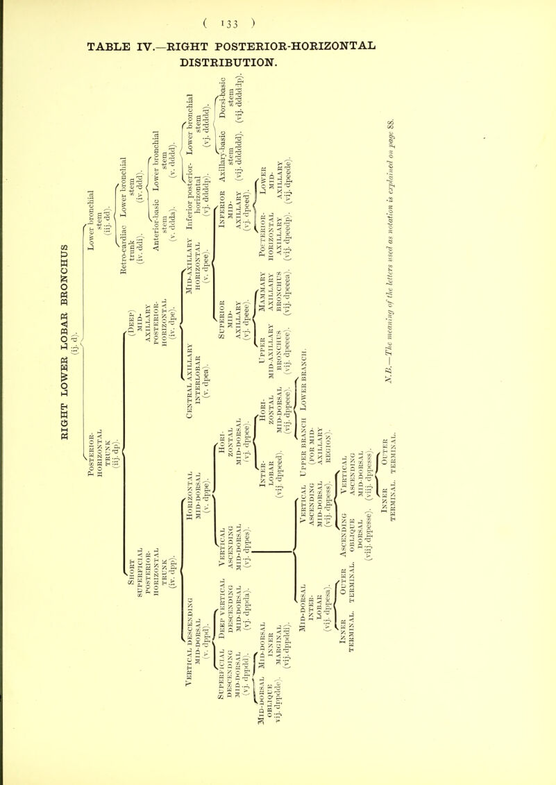 TABLE IV.—RIGHT POSTERIOR-HOIIIZONTAL DISTRIBUTION. I