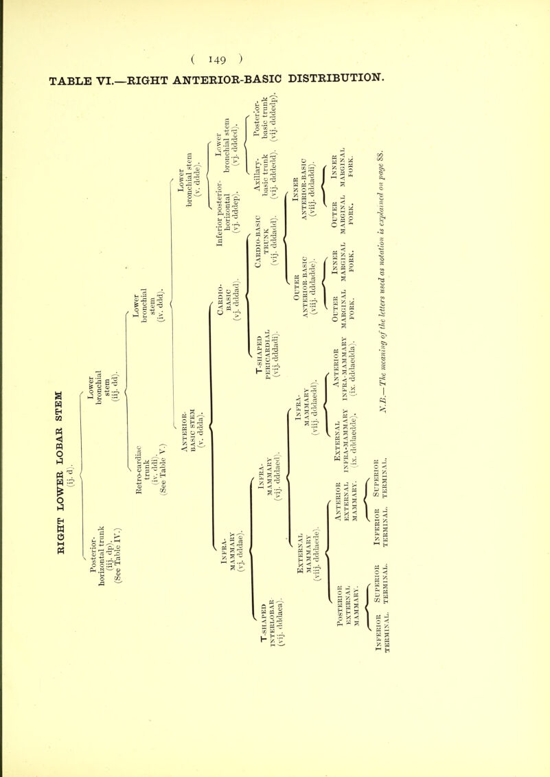 TABLE VI.—RIGHT ANTERIOR-BASIC DISTRIBUTION. I So w O < EH M t4 O <1 /Ha o