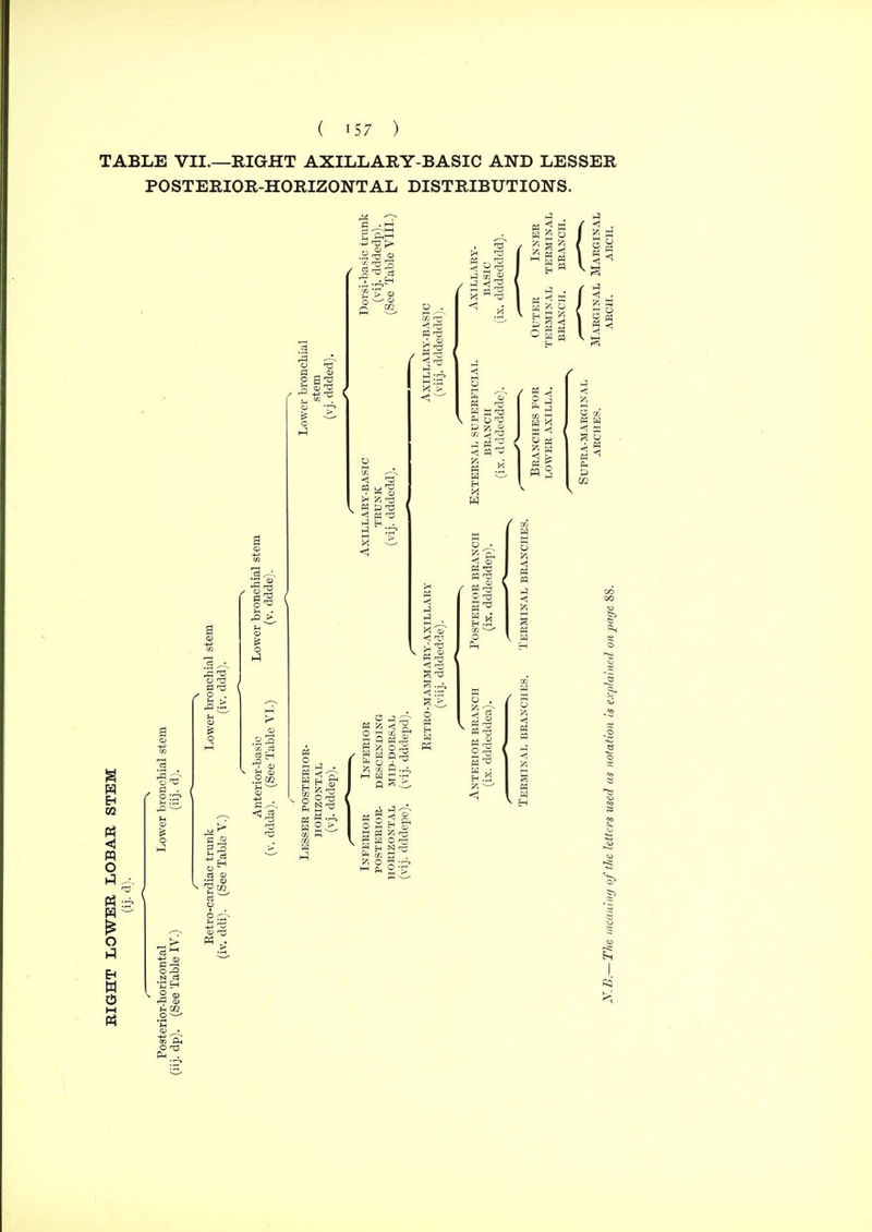 TABLE VII.—RIGHT AXILLARY-BASIC AND LESSER POSTERIOR-HORIZONTAL DISTRIBUTIONS. i a ^ t, Am -kS 'T3 t> S a? Eh GQ o w o o Eh W H P5 .2 M O t3 §1 >i CO o -— ■r-l o m W s g 0.x pi IT3 O K H H H M ^5 M H O 'A O O T B .a <1 Sis s o P-i .