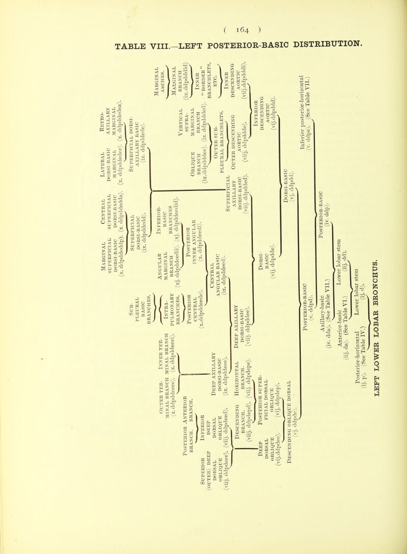 TABLE VIII.—LEFT POSTERIOR-BASIC DISTRIBUTION. ^ H O 3 ^ P H R o-r^ o >
