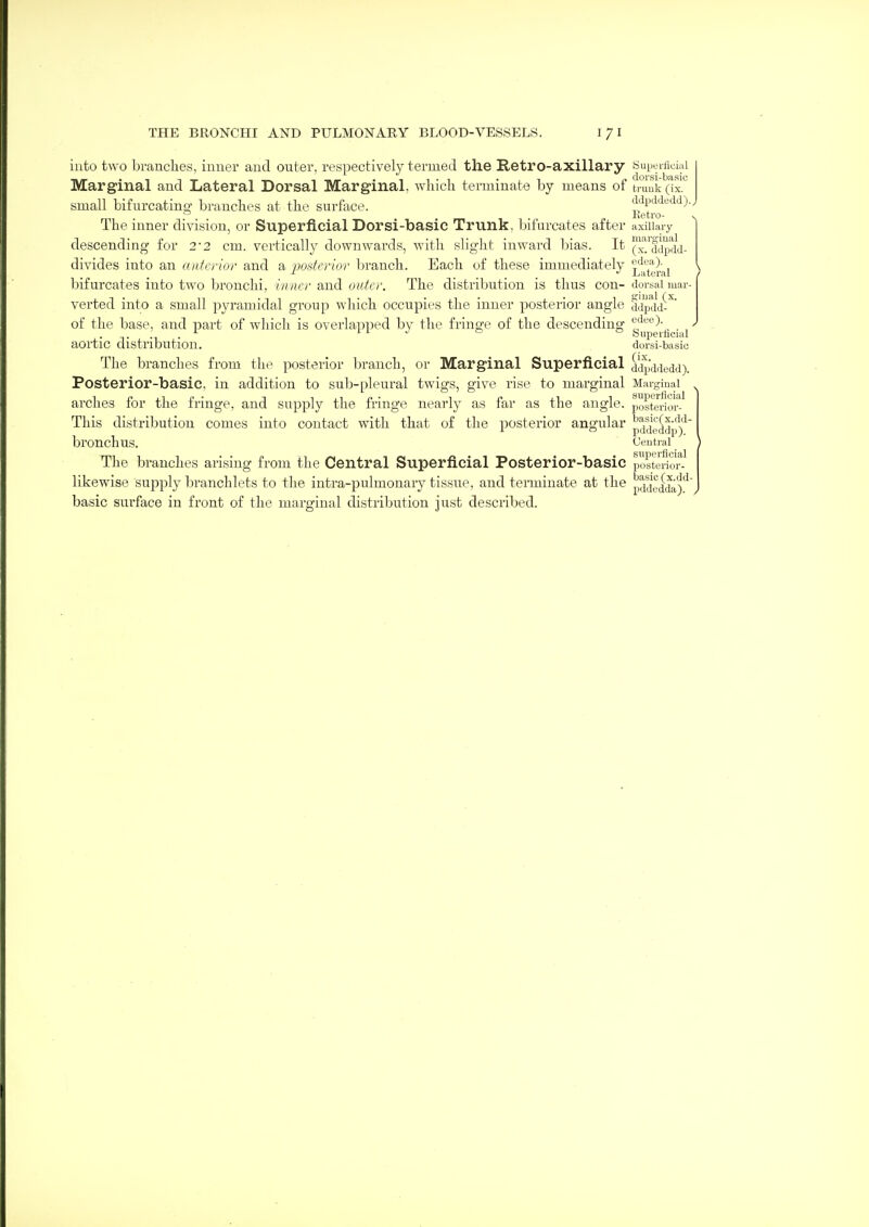 into two branches, imiei' and outer, respectively termed the Retro-axillary SuiJeiiiciai Marginal and Lateral Dorsal Marginal, which terminate by means of tiuuk (ix. small bifurcating branches at the surface. ddpddedd).J , , Retro- The inner division, or Superficial Dor si-basic Trunk, bifurcates after axillary descending for 22 cm. vertically downwards, with slight inward bias. It (A^yfdpdd- divides into an anterior and a j^osfcrior branch. Each of these immediately ^^^'^j.'J.i-ai ) bifurcates into two bronchi, inner and outer. The distribution is thus con- dorsal mar- verted into a small pyramidal group which occupies the inner posterior angle d'lpdd-^' of the base, and part of which is overlapped by the fringe of the descending aortic distribution. dorsi-basic The branches from the posterior branch, or Marginal Superficial ddp'ddedd). Posterior-basic, in addition to sub-pleural twigs, give rise to marginal Marginal arches for the fringe, and supply the fringe nearly as far as the angle, posterlor- This distribution comes into contact with that of the posterior angular p^^g^^p^^ bronchus. Oeutral The branches arising from the Central Superficial Posterior-basic post'orior- likewise sujDply branchlets to the intra-pulmonary tissue, and terminate at the pdj^ji^a)'^ basic surface in front of the marginal distribution just described.