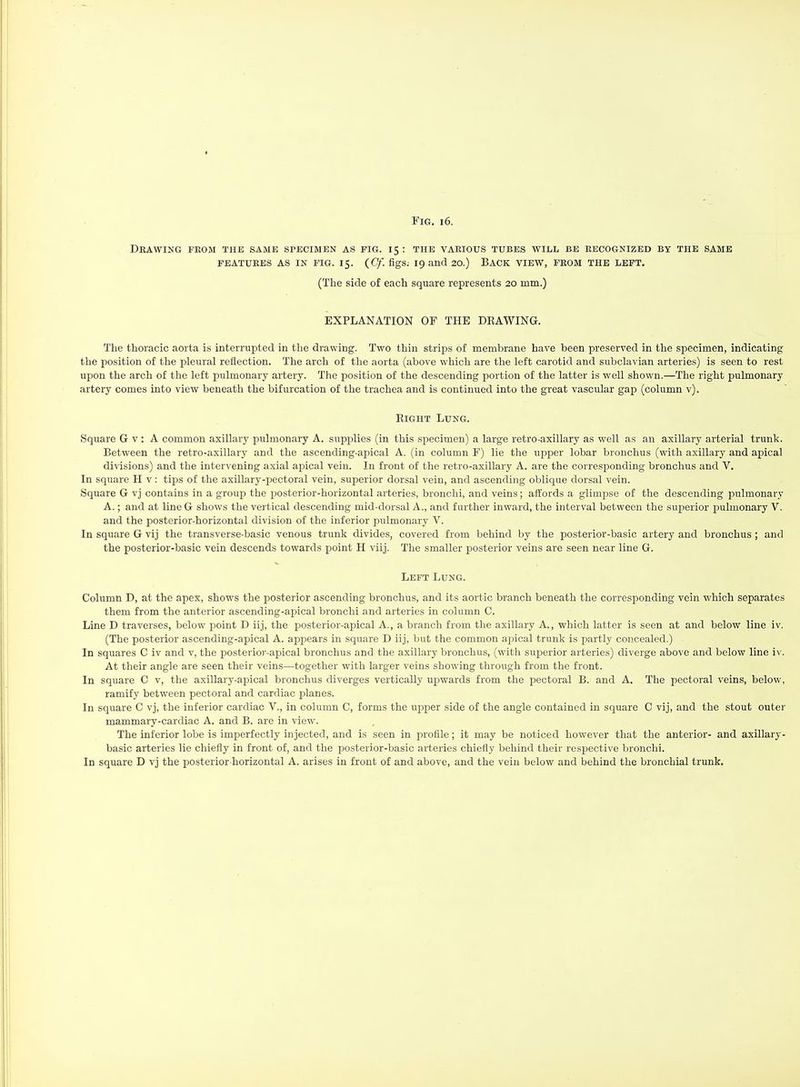 Fig. 16. DEAWING FEOM the same specimen as fig. 15 : THE VAEIOUS TUBES WILL BE EECOGNIZED BY THE SAME FEATUEES AS IN FIG. 15. {Cf. figs. 19 and 20.) BACK VIEW, FEOM THE LEFT. (The side of eacli square represents 20 mm.) EXPLANATION OF THE DKAWING. The thoracic aorta is interrupted in the drawing. Two thin strips of membrane have been preserved in the specimen, indicating the position of the pleural reflection. The arch of the aorta (above which are the left carotid and subclavian arteries) is seen to rest upon the arch of the left pulmonary artery. The position of the descending portion of the latter is well shown.—The right pulmonary artery comes into view beneath the bifurcation of the trachea and is continued into the great vascular gap (column v). Eight Lung. Square G v : A common axillary pulmonary A. supplies (in this specimen) a large retro-axillary as well as an axillary arterial trunk. Between the retro-axillary and the ascending-apical A. (in column F) lie the upper lobar bronchus (with axillary and apical divisions) and the intervening axial apical vein. In front of the retro-axillary A. are the corresponding bronchus and V. In square H v: tips of the axillary-pectoral vein, superior dorsal vein, and ascending oblique dorsal vein. Square G vj contains in a group the posterior-horizontal arteries, bronchi, and veins; affords a glimpse of the descending pulmonary A.; and at line G shows the vertical descending mid-dorsal A., and further inward, the interval between the superior pulmonary V. and the posterior-horizontal division of the inferior pulmonary V. In square G vij the transverse-basic venous trunk divides, covered from behind by the posterior-basic artery and bronchus ; and the posterior-basic vein descends towards point H viij. The smaller posterior veins are seen near line G. Left Lung. Column D, at the apex, shows the posterior ascending bronchus, and its aortic branch beneath the corresponding vein which separates them from the anterior ascending-apical bronchi and arteries in column C. Line D traverses, below point D iij, the posterior-apical A., a branch from the axillary A,, which latter is seen at and below line iv. (The posterior ascending-apical A. appears in sqviare D iij, but the common apical trunk is partly concealed.) In squares C iv and v, the posterioj'-apical bronchus and the axillary bronchus, (with superior arteries) diverge above and below line iv. At their angle are seen their veins—together with larger veins showing through from the front. In square C v, the axillary-apical bronchus diverges vertically upwards from the pectoral B. and A. The pectoral veins, below, ramify between pectoral and cardiac planes. In square C vj, the inferior cardiac V., in column C, forms the ujjper side of the angle contained in square C vij, and the stout outer mammary-cardiac A. and B. are in view. The inferior lobe is imperfectly injected, and is seen in profile; it may be noticed however that the anterior- and axillary- basic arteries lie chiefly in front of, and the posterior-basic arteries chiefly behind their respective bronchi. In square D vj the posterior-horizontal A. arises in front of and above, and the vein below and behind the bronchial trunk.