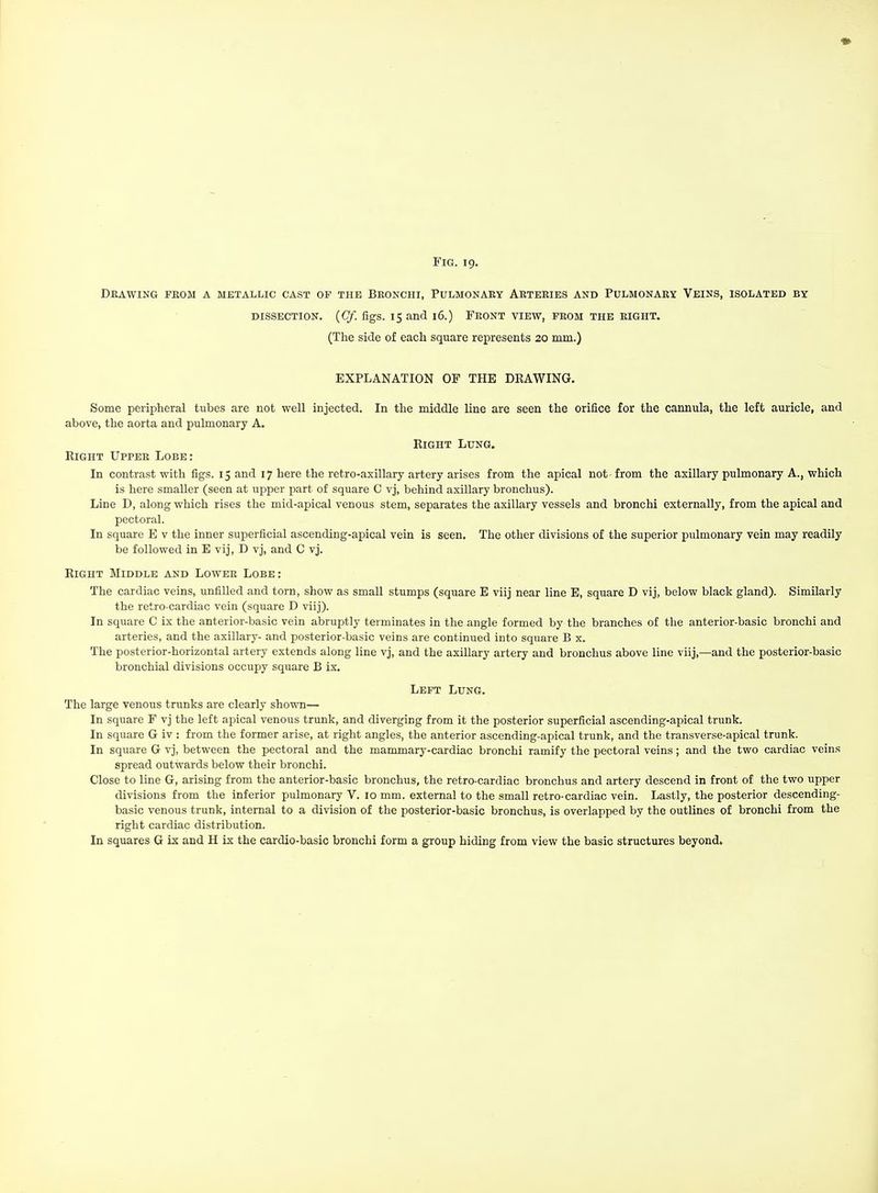 Fig. 19. Drawing from a metallic cast of the Bronchi, Pulmonary Arteries and Pulmonary Veins, isolated by DISSECTION. (Cy. figs. 15 and 16.) Front view, from the eight. (The side of each square represents 20 mm.) EXPLANATION OF THE DRAWING. Some peripheral tubes are not well injected. In the middle line are seen the orifice for the cannula, the left auricle, and above, the aorta and pulmonary A. Eight Lung. Right Upper Lobe: In contrast with figs. 15 and 17 here the retro-axillary artery arises from the apical not from the axillary pulmonary A., which is here smaller (seen at upper part of square C vj, behind axillary bronchus). Line D, along which rises the mid-apical venous stem, separates the axillary vessels and bronchi externally, from the apical and pectoral. In square E v the inner superficial ascending-apical vein is seen. The other divisions of the superior pulmonary vein may readily be followed in E vij, D vj, and C vj. Right Middle and Lower Lobe: The cardiac veins, unfilled and torn, show as small stumps (square E viij near line E, square D vij, below black gland). Similarly the retro-cardiac vein (square D viij). In square C ix the anterior-basic vein abruptly terminates in the angle formed by the branches of the anterior-basic bronchi and arteries, and the axillary- and posterior-basic veins are continued into square B x. The posterior-horizontal artery extends along line vj, and the axillary artery and bronchus above line viij,—and the posterior-basic bronchial divisions occupy square B ix. Left Lung. The large venous trunks are clearly shown— In square F vj the left apical venous trunk, and diverging from it the posterior superficial ascending-apical trunk. In square G iv : from the former arise, at right angles, the anterior ascending-apical trunk, and the transverse-apical trunk. In square G vj, between the pectoral and the mammary-cardiac bronchi ramify the pectoral veins ; and the two cardiac veins spread outwards below their bronchi. Close to line G, arising from the anterior-basic bronchus, the retro-cardiac bronchus and artery descend in front of the two upper divisions from the inferior pulmonary V. 10 mm. external to the small retro-cardiac vein. Lastly, the posterior descending- basic venous trunk, internal to a division of the posterior-basic bronchus, is overlapped by the outlines of bronchi from the right cardiac distribution.