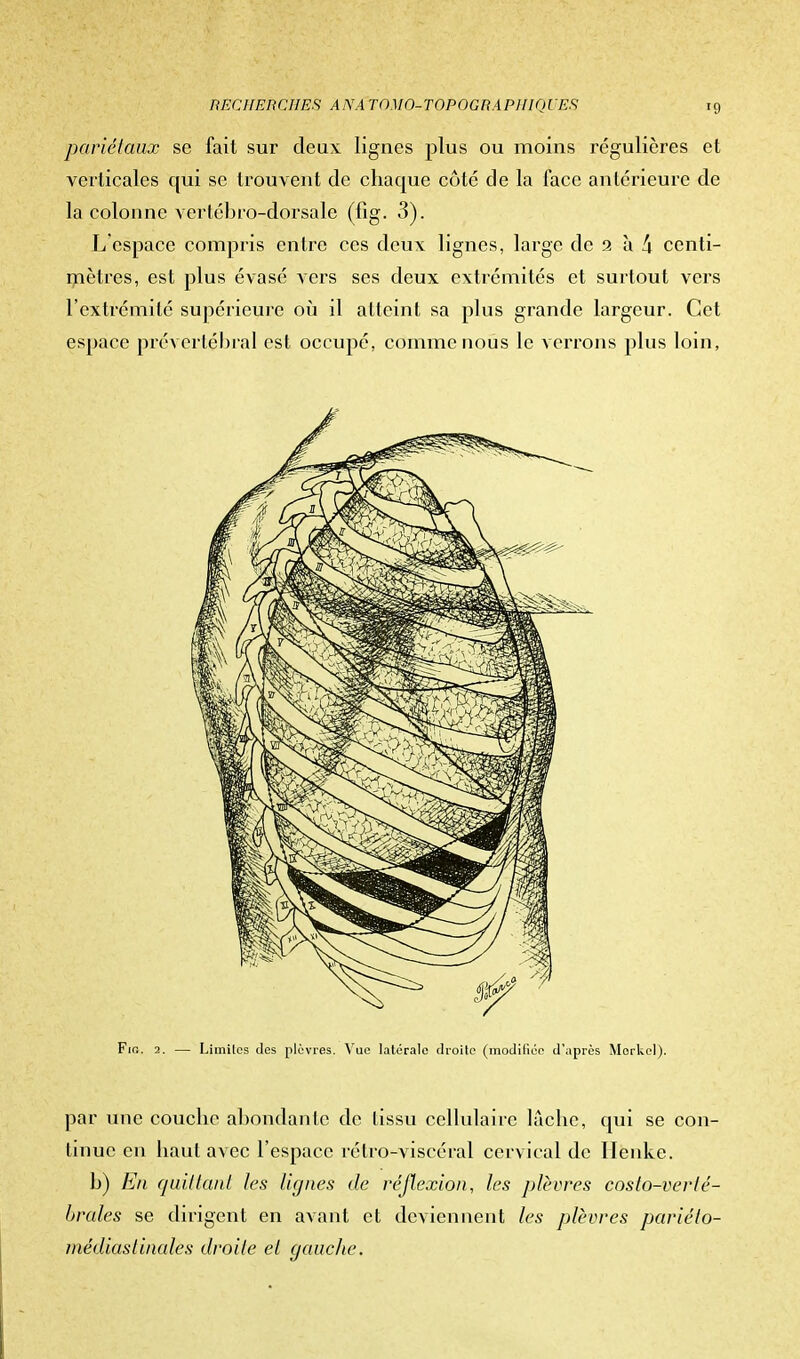 pariétaux se fait sur deux lignes plus ou moins régulières et verticales qui se trouvent de chaque côté de la face antérieure de la colonne vertébrô-dorsale (fig. 3). L'espace compris entre ces deux lignes, large de 2 à k centi- mètres, est plus évasé vers ses deux extrémités et surtout vers l'extrémité supérieure où il atteint sa plus grande largeur. Cet espace prévertëbral est occupé, comme nous le verrons plus loin, Fig. 2. — Limites des plèvres. Vue latérale droite (modifiée d'après Morkel). par une couche abondante de tissu cellulaire lâche, qui se con- tinue en haut avec l'espace rétro-viscéral cervical de llenke. b) En quittant tes lignes de réflexion, les plèvres costo-verlé- brales se dirigent en avant et deviennent les plèvres pariéto- médiaslinales droite et gauche.