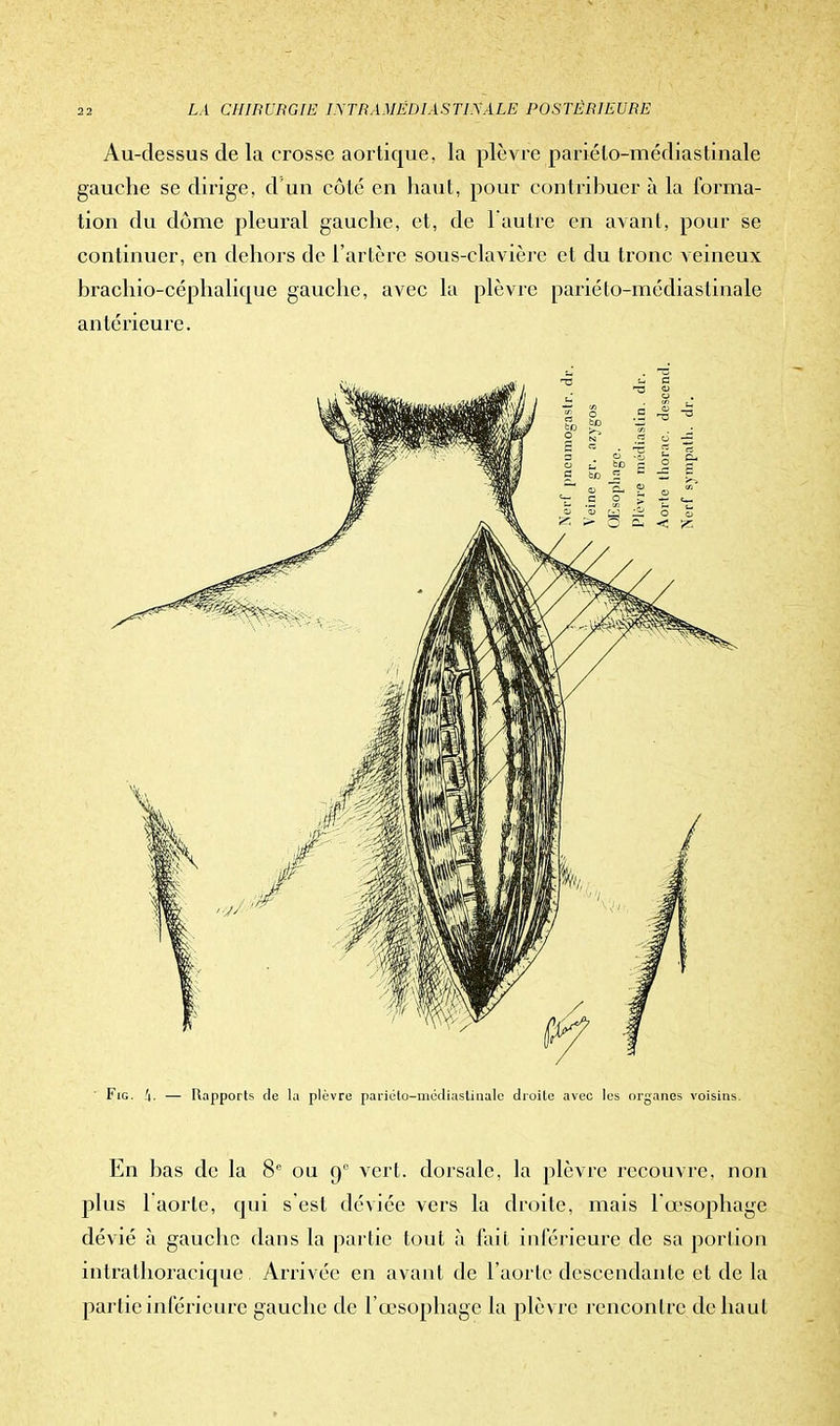 Au-dessus de la crosse aortique. la plèvre pariélo-médiastinale gauche se dirige, d'un côté en haut, pour contribuer à la forma- tion du dôme pleural gauche, et, de l'autre en avant, pour se continuer, en dehors de l'artère sous-clavièrc et du tronc veineux brachio-céphalique gauche, avec la plèvre pariéto-médiaslinale antérieure. Fie. .'j. — Rapports de la plèvre pariéto-mëdiasliuale droite avec les organes voisins. En bas de la 8e ou q° vert, dorsale, la plèvre recouvre, non plus l'aorte, qui s'est déviée vers la droite, mais l'œsophage dévié à gauche dans la partie tout à fait inférieure de sa portion intrathoracique Arrivée en avant de l'aorte descendante et de la partie inférieure gauche de l'œsophage la plèvre rencontre de haut