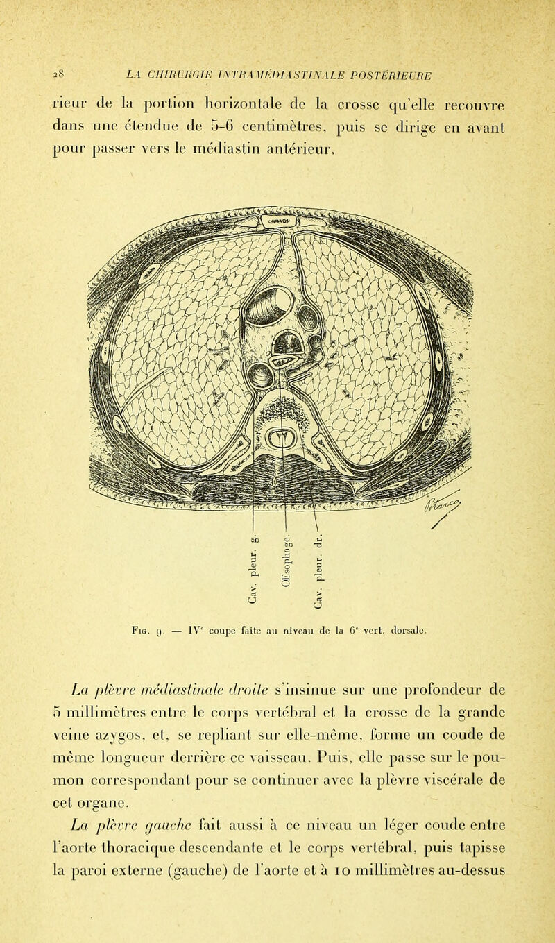 rieur de la portion horizontale de la crosse qu'elle recouvre dans une étendue de 5-6 centimètres, puis se dirige en avant pour passer vers le médiastin antérieur. La plèvre médiastinalc droite s'insinue sur une profondeur de 5 millimètres entre le corps vertébral et la crosse de la grande veine azygos, et, se repliant sur elle-même, forme un coude de même longueur derrière ce vaisseau. Puis, elle passe sur le pou- mon correspondant pour se continuer avec la plèvre viscérale de cet organe. La plèvre gauche fait aussi à ce niveau un léger coude entre l'aorte thoracique descendante et le corps vertébral, puis tapisse la paroi externe (gauche) de l'aorte et à io millimètres au-dessus