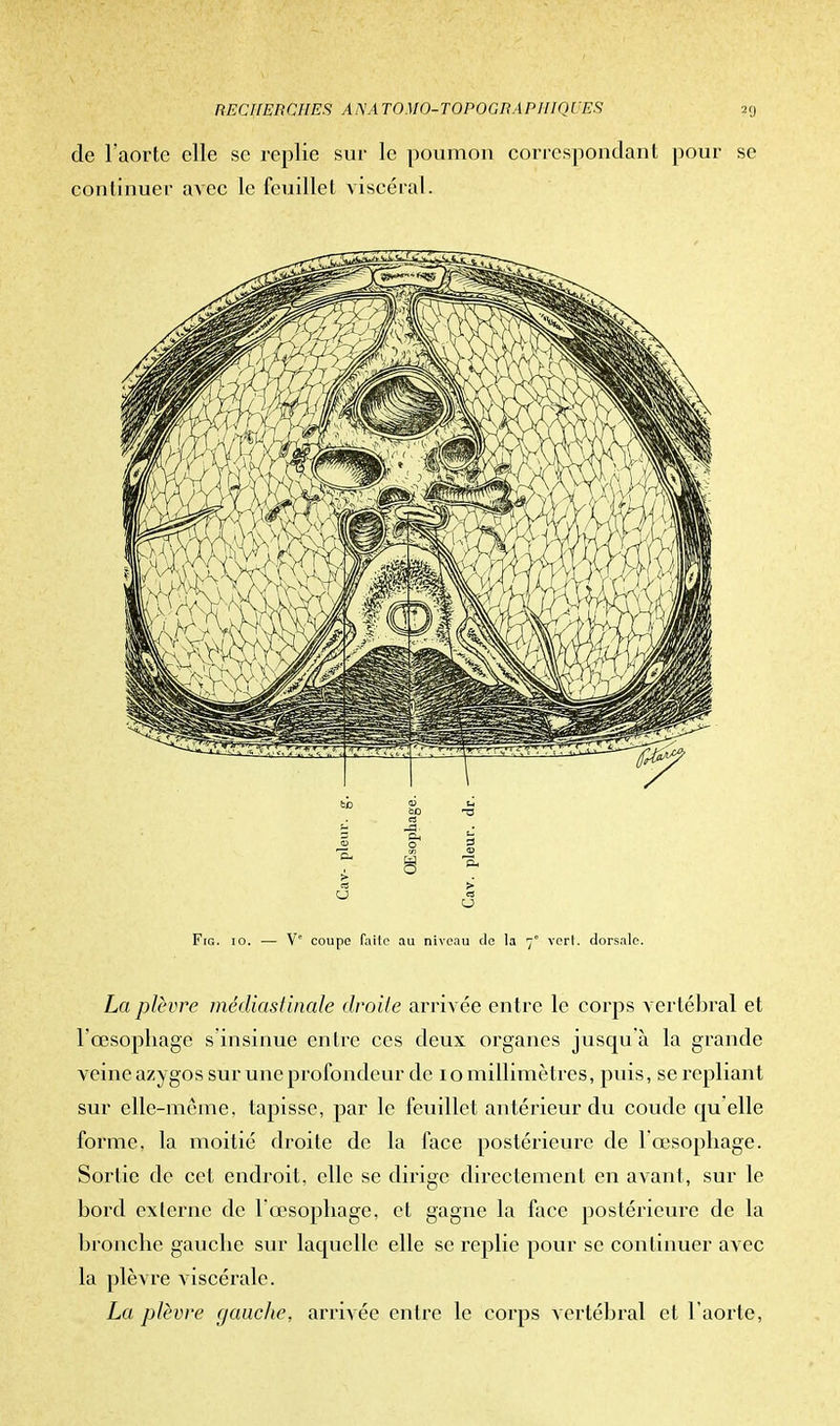 de l'aorte elle se replie sur le poumon correspondant pour se continuer avec le feuillet viscéral. Fig. 10. — Ve coupe faite au niveau de la 7° vert, dorsale. La plèvre médias!inale droite arrivée entre le corps vertébral et l'œsophage s'insinue entre ces deux organes jusqu'à la grande veine azygos sur une profondeur de 10 millimètres, puis, se repliant sur elle-même, tapisse, par le feuillet antérieur du coude cru elle forme, la moitié droite de la face postérieure de 1 œsophage. Sortie de cet endroit, elle se dirige directement en avant, sur le bord externe de l'œsophage, et gagne la face postérieure de la bronche gauche sur laquelle elle se replie pour se continuer avec la plèvre viscérale. La plèvre gauche, arrivée entre le corps vertébral et l'aorte,