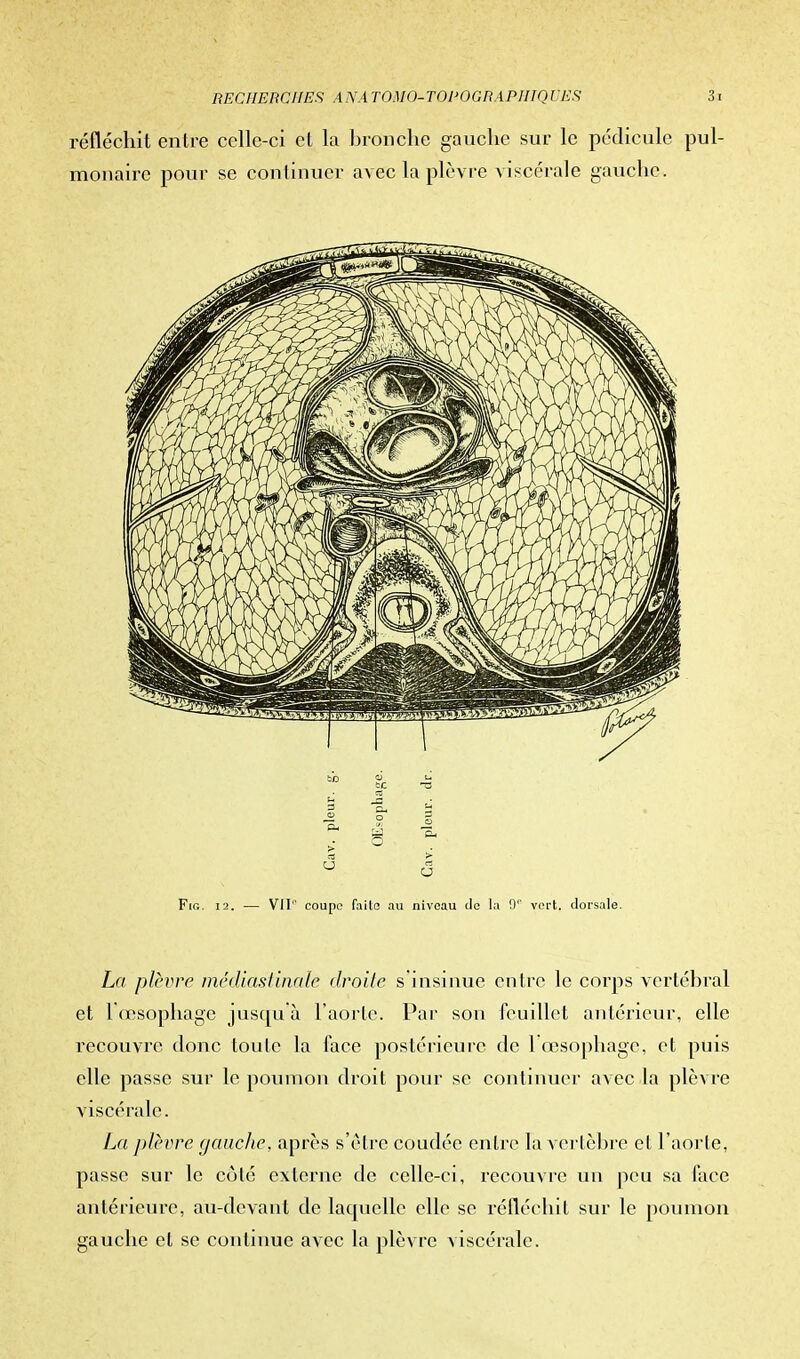 réfléchit entre celle-ci et la bronche gauche sur le pédicule pul- monaire pour se conlinuer avec la plèvre viscérale gauche. La plèvre médiastinalé droite s'insinue entre le corps vertébral et l œsophage jusqu'à l'aorte. Par son feuillet antérieur, elle recouvre donc toute la face postérieure de l'œsophage, et puis elle passe sur le poumon droit pour se continuer avec la plèvre viscérale. La plèvre gauche, après s'être coudée entre la vertèbre et l'aorte, passe sur le côté externe de celle-ci, recouvre un peu sa face antérieure, au-devant de laquelle elle se réfléchit sur le poumon gauche et se continue avec la plèvre viscérale.