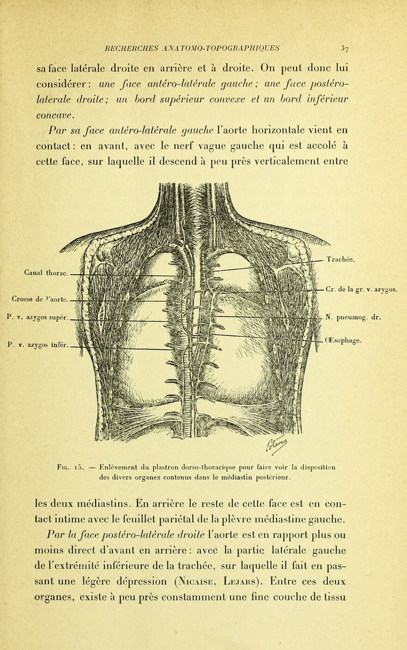 sa face latérale droite en arrière et à droite. On peut donc lui considérer : une face antéro-latérale gauche ; une face postéro- lalevale droite; un bord supérieur convexe et un bord inférieur concave. Par sa face antéro-latérale gauche l'aorte horizontale vient en contact : en avant, avec le nerf vague gauche qui est accolé à cette face, sur laquelle il descend à peu près verticalement entre Fig. i5. — Enlèvement du plastron dorso-lhoracique pour faire voir la disposition des divers organes contenus dans le médiastin postérieur. les deux médiastins. En arrière le reste de celle face est en con- tact intime avec le feuillet pariétal de la plèvre médiastinc gauche. Par la face postéro-latérale droite l'aorte est en rapport plus ou moins direct d'avant en arrière : avec la partie latérale gauche de L'extrémité inférieure de la trachée, sur laquelle il fait en pas- sant une légère dépression (Nicaise, Lejars). Entre ces deux organes, existe à peu près constamment une line couche de tissu