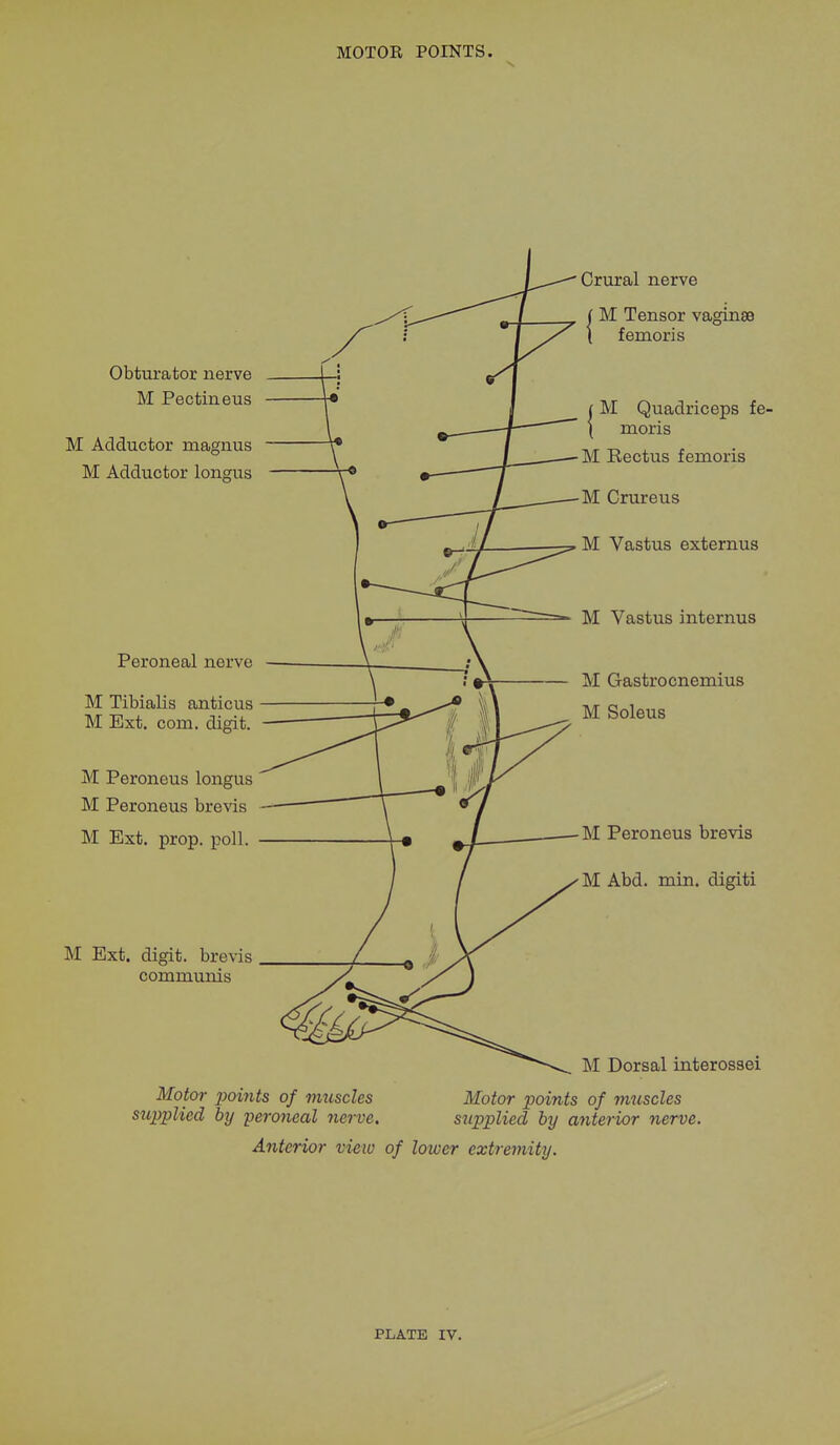 Obturator nerve M Pectineus M Adductor magnus M Adductor longus Peroneal nerve M Tibialis antic us M Ext. com. digit. M Peroneus longus M Peroneus brevis M Ext. prop. poll. M Ext. digit, brevis communis Crural nerve Tensor femoris M Tensor vaginae i M Quadriceps fe- { moris M Rectus femoris M Crureus M Vastus externus M Vastus internus M Gastrocnemius M Soleus M Peroneus brevis M Abd. min. digiti M Dorsal interossei Motor points of muscles supplied by 'peroneal nerve. Motor points of muscles supplied by anterior nerve. Anterior view of lower extremity.